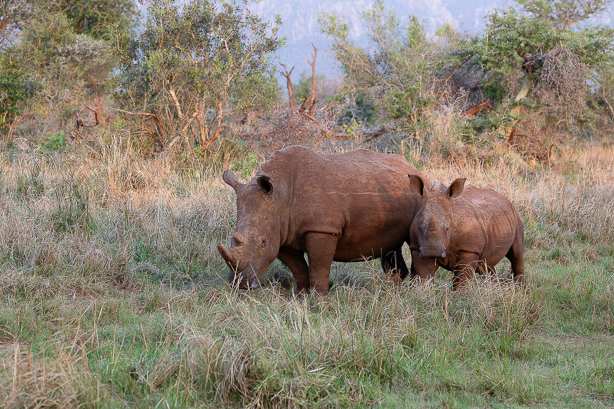 Rinoceronte con prole...
