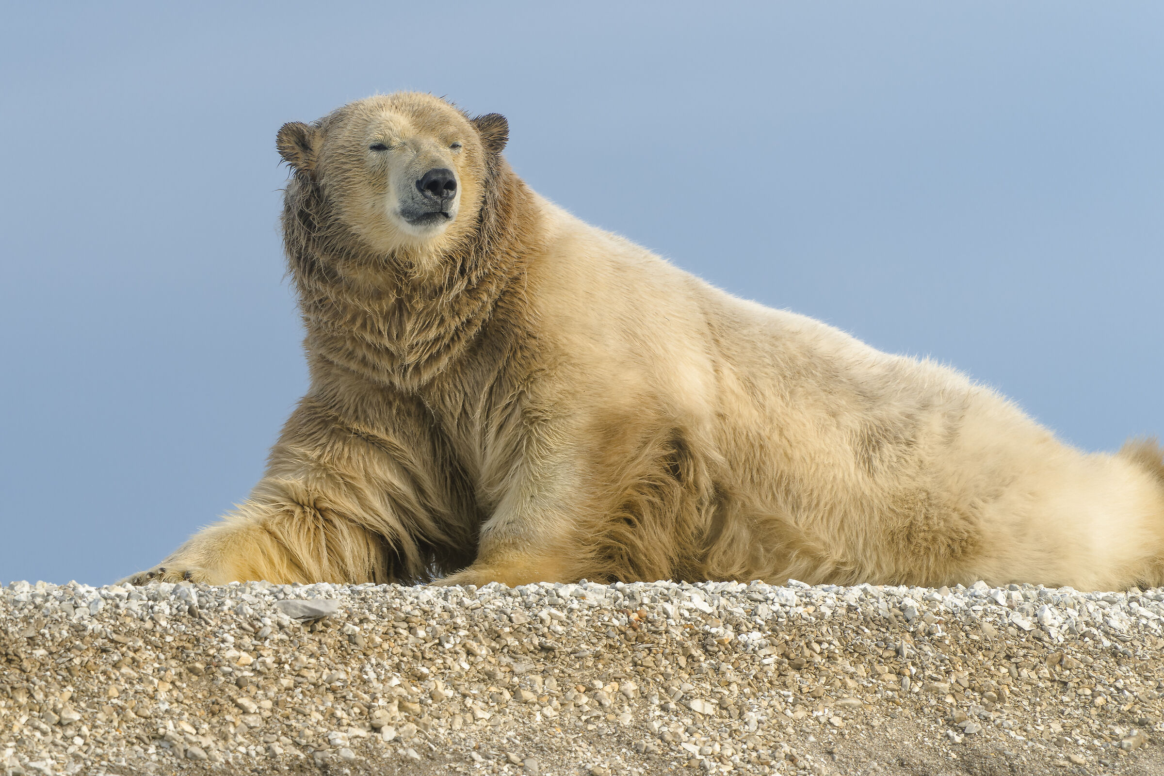 Polar bear, Svalbard...