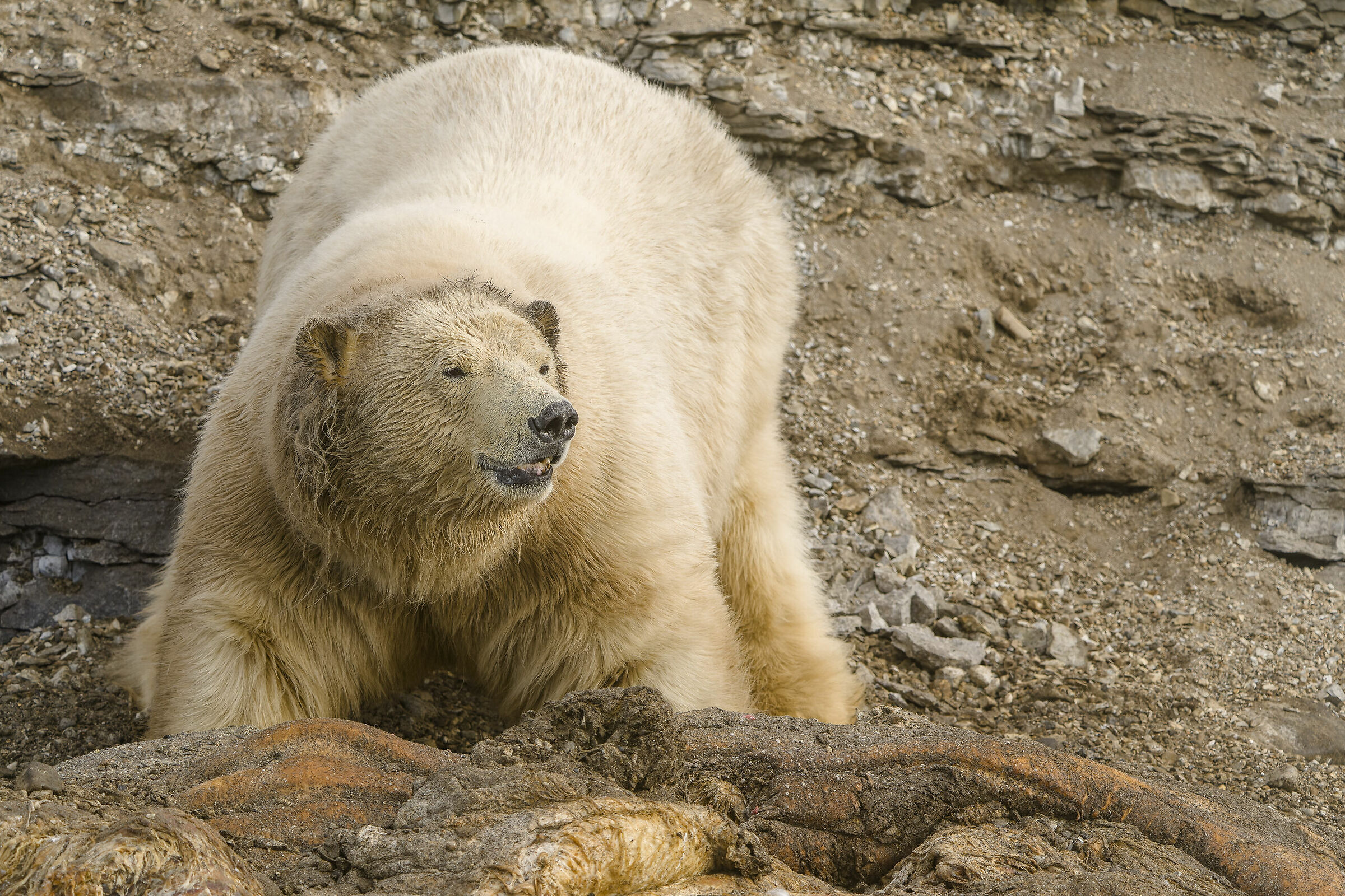 Polar bear, Svalbard...