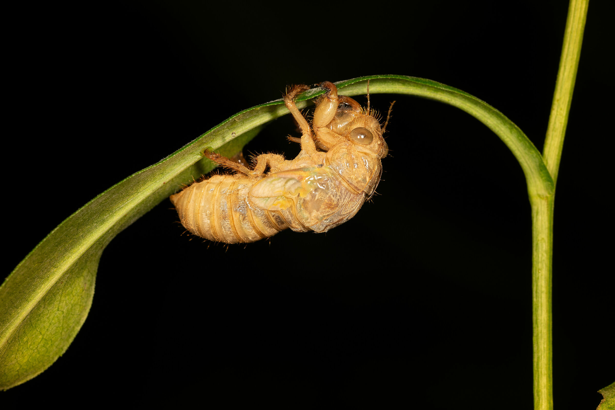 The Metamorphosis of the Cicada, 2...