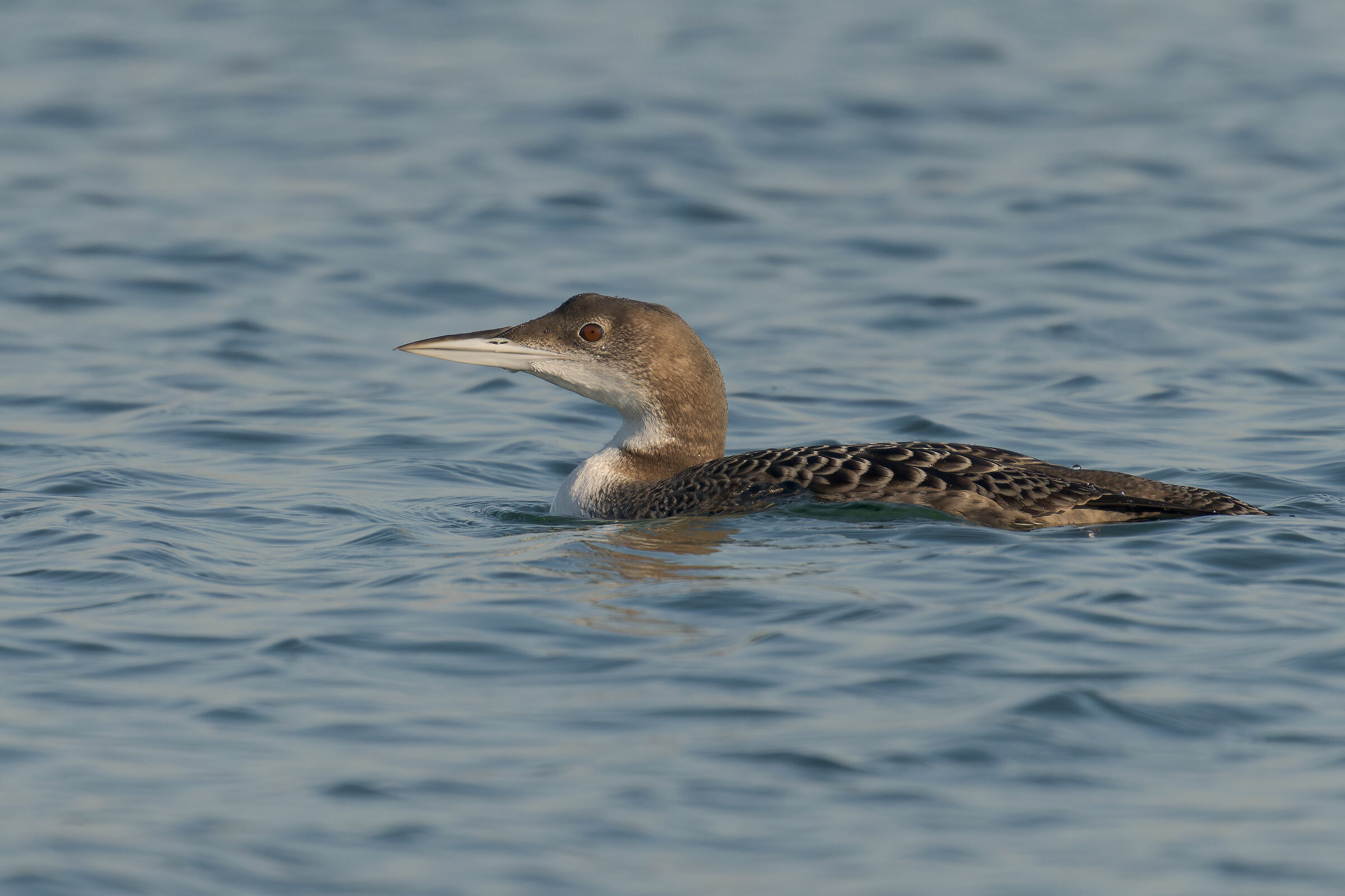 Great northern diver...