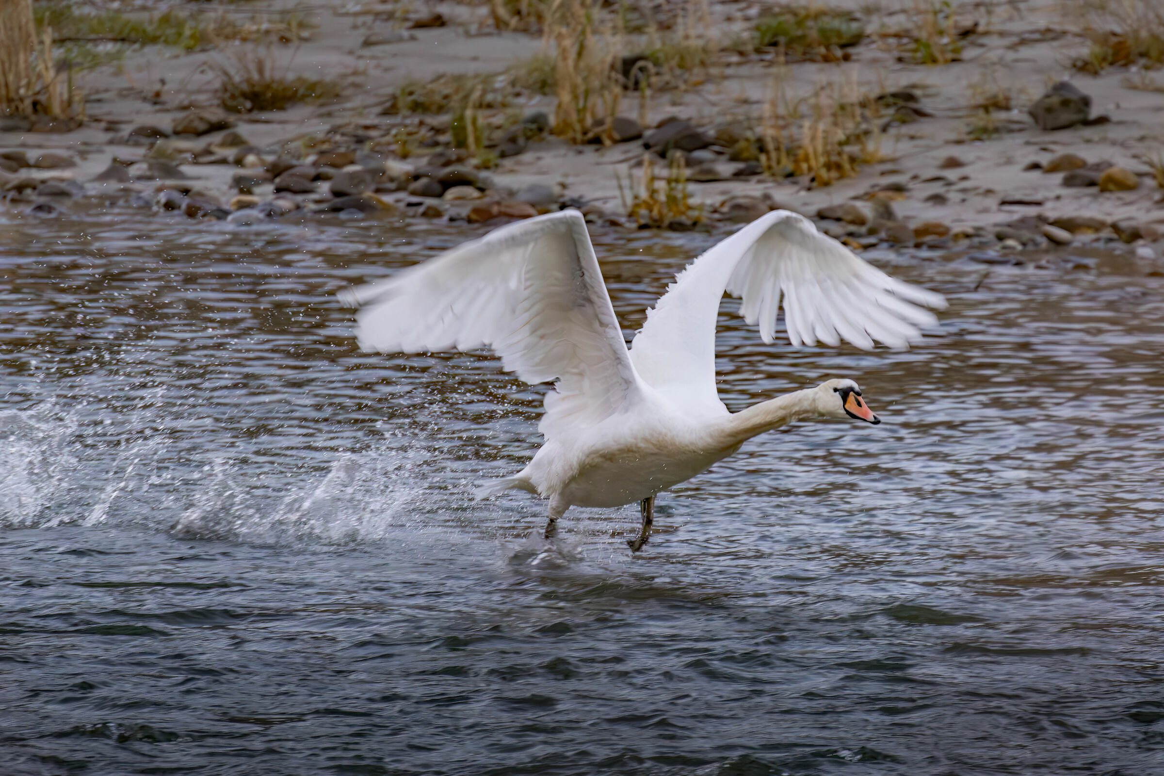 Swan takes flight...
