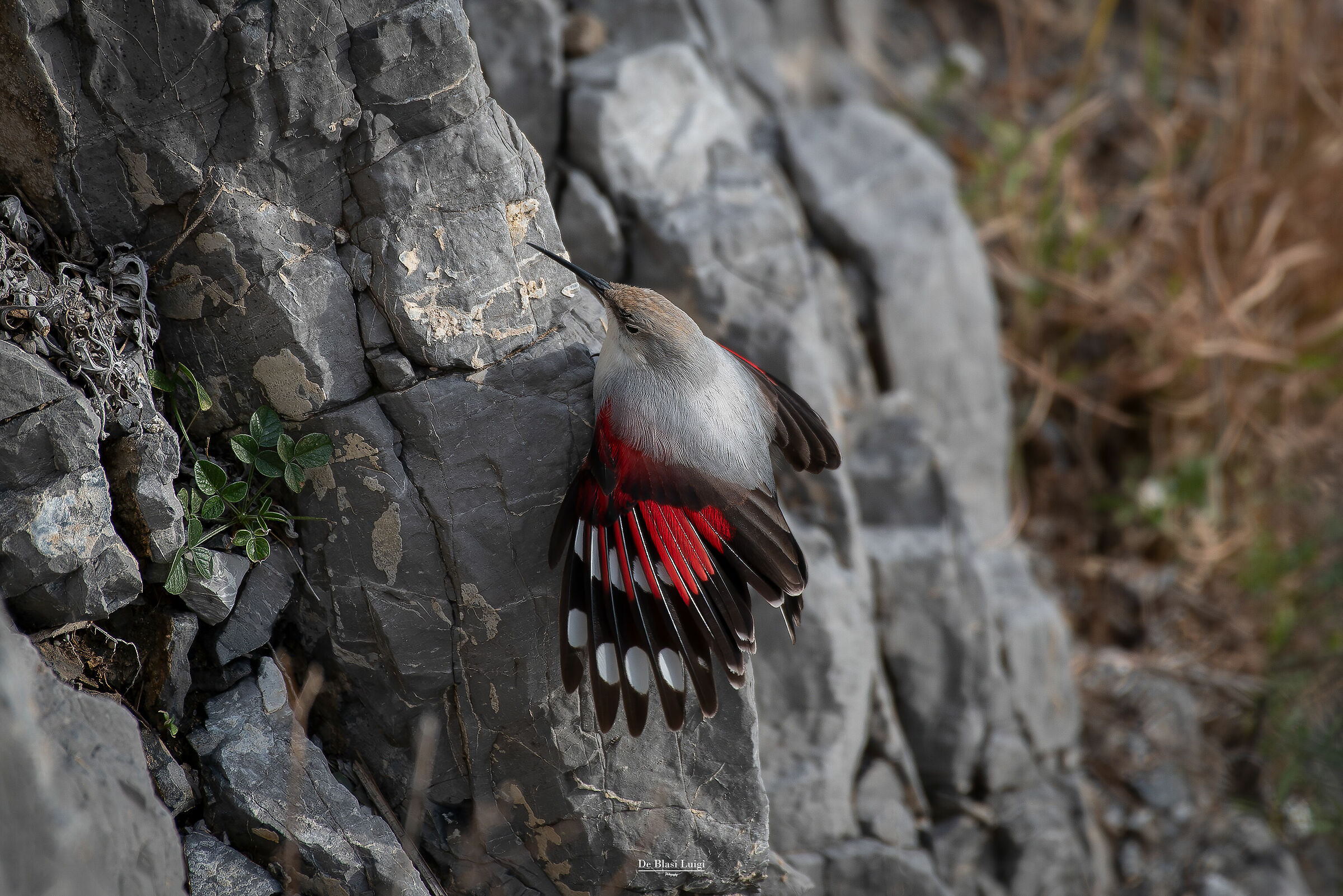 The Climbing of the Little Mountaineer (Wallcreeper)...