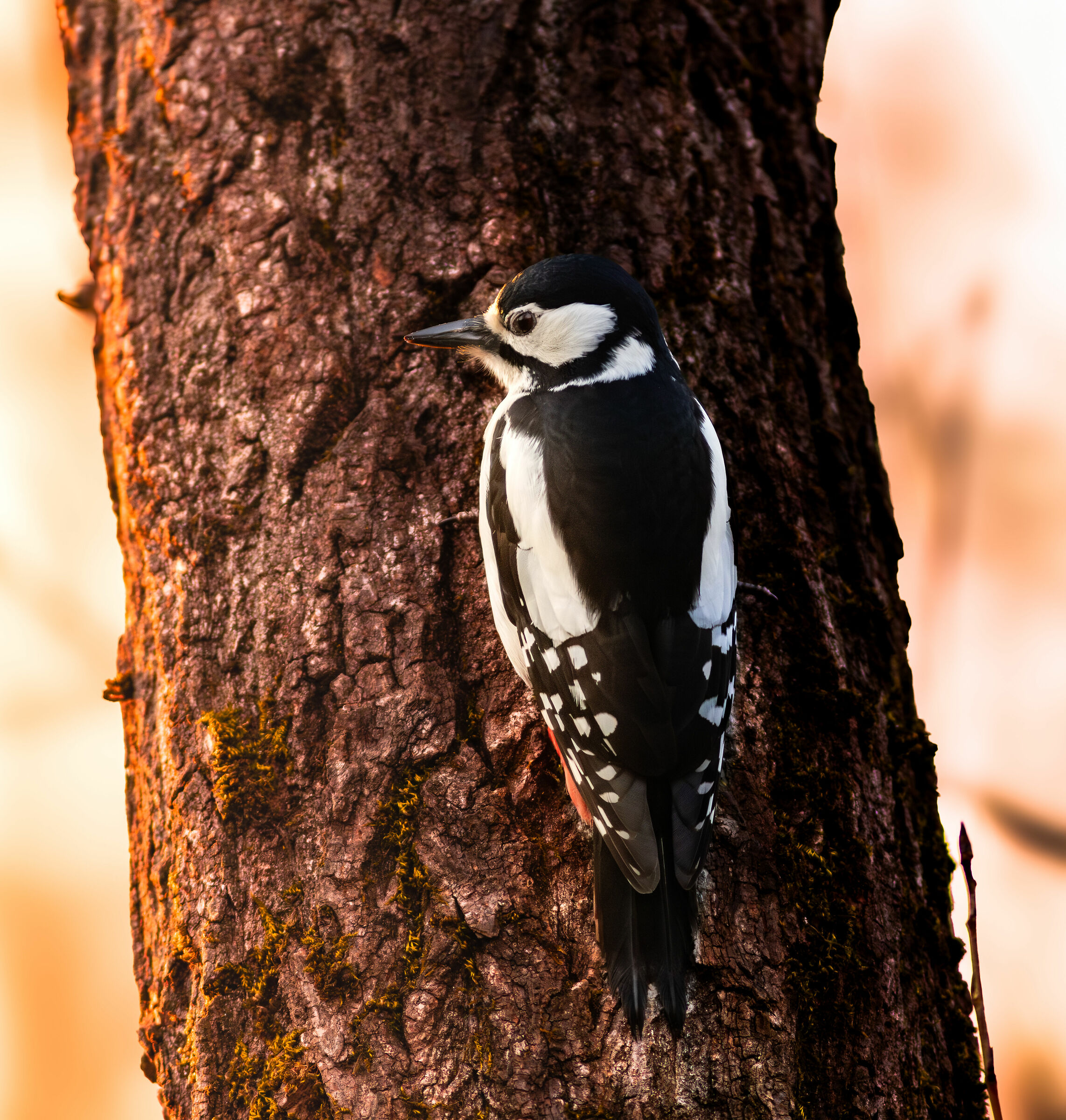 Great spotted woodpecker at sunset...