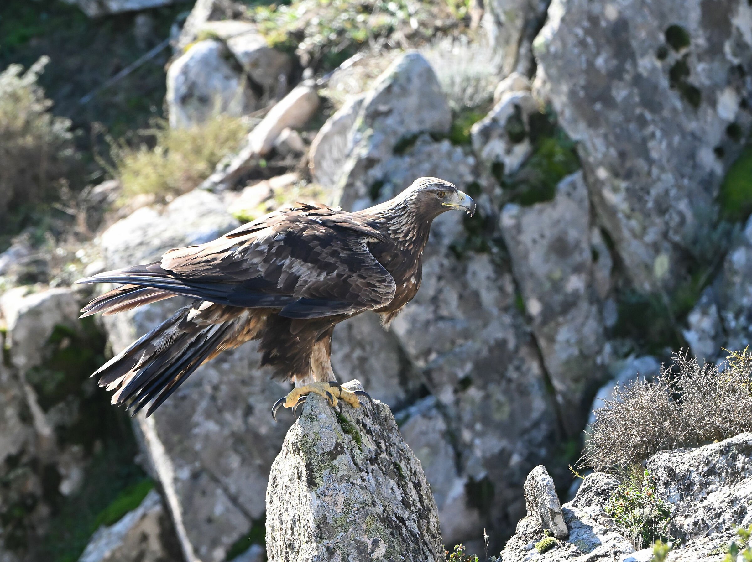 Sardinian Golden Eagle...