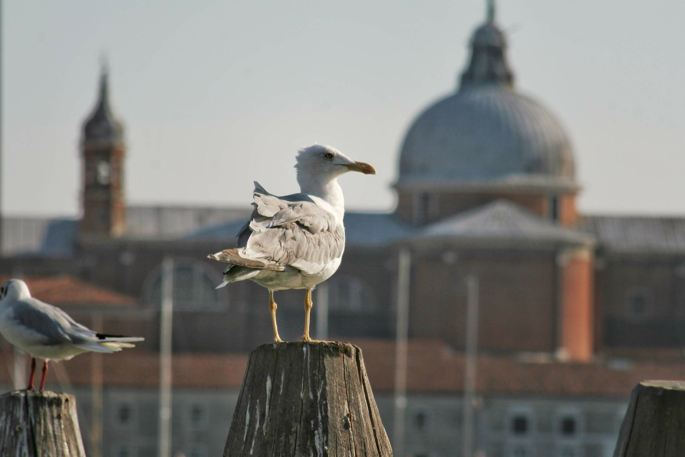 Bird in Venice...