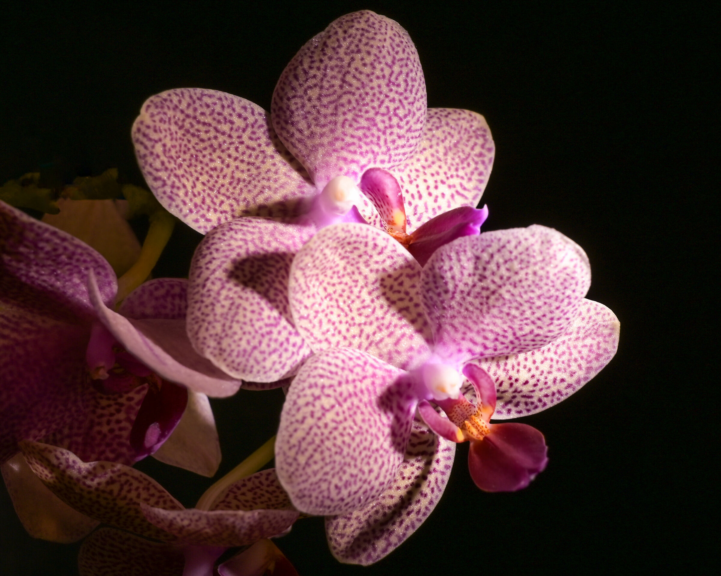 orchidea2...
