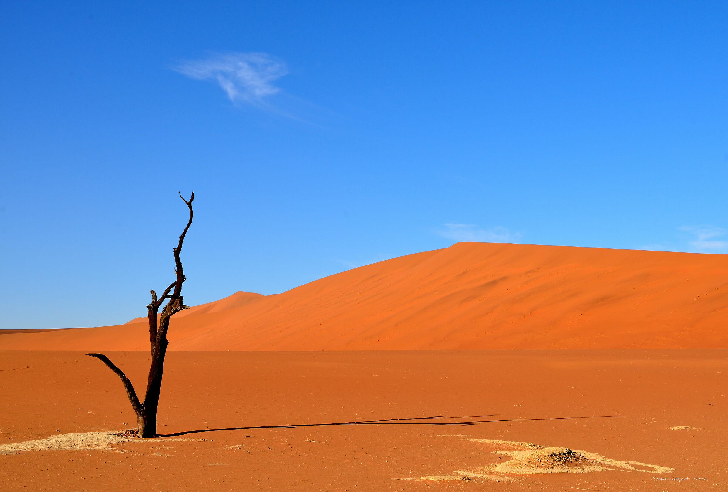 Albero pietrificato nel deserto della Namibia....