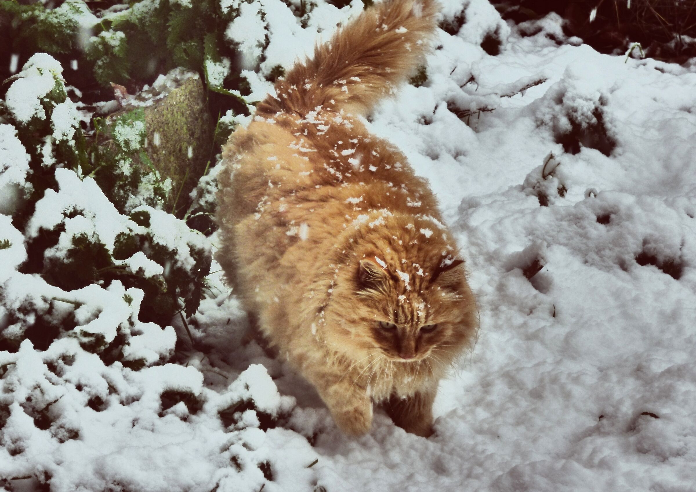 Il gatto e la neve...