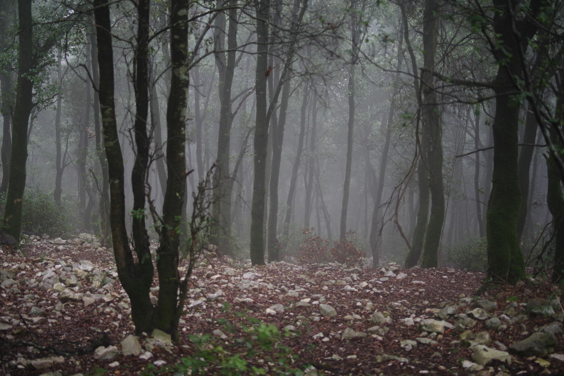 Forest in the Fog (Semprevisa LT)...