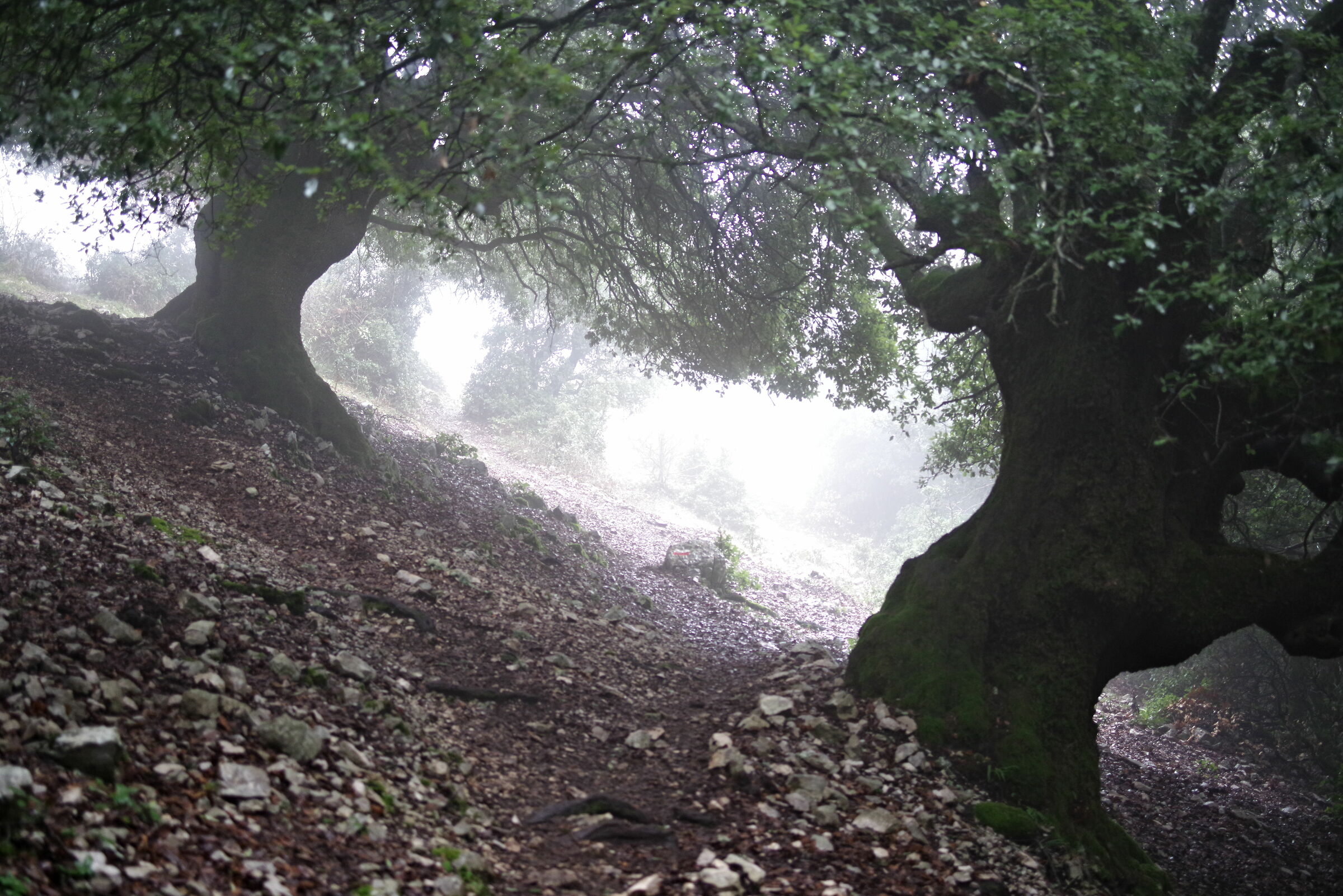 Forest in the Fog (Semprevisa LT)...