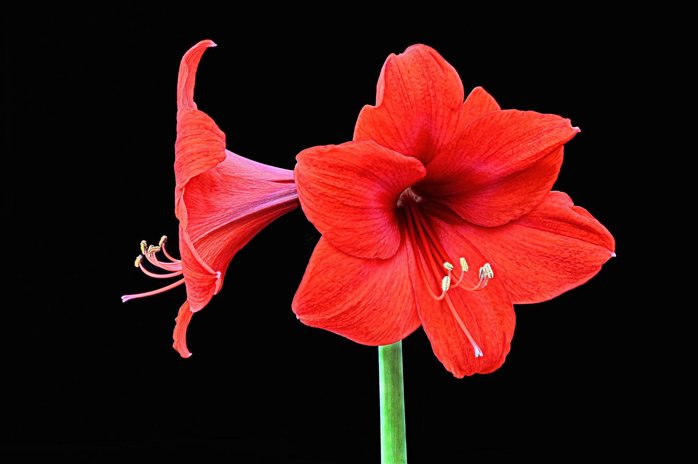 Oriental lily...