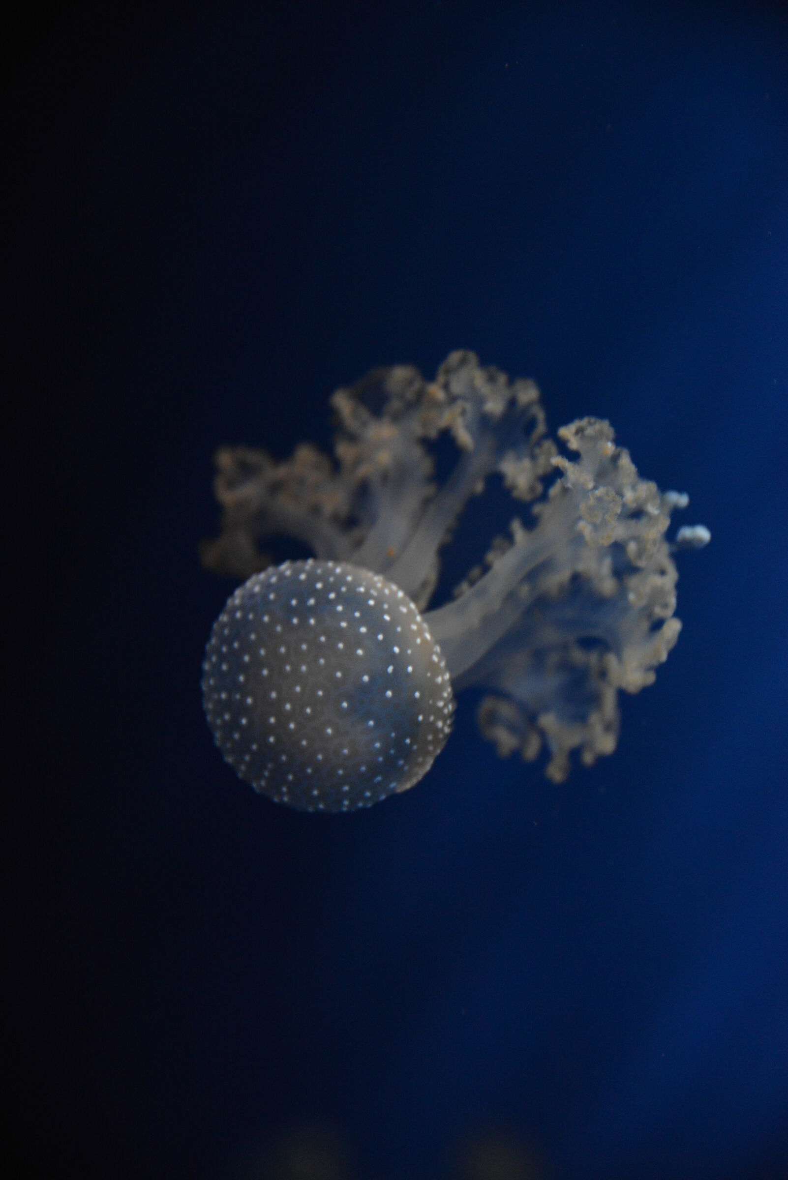Jellyfish Aquarium ...