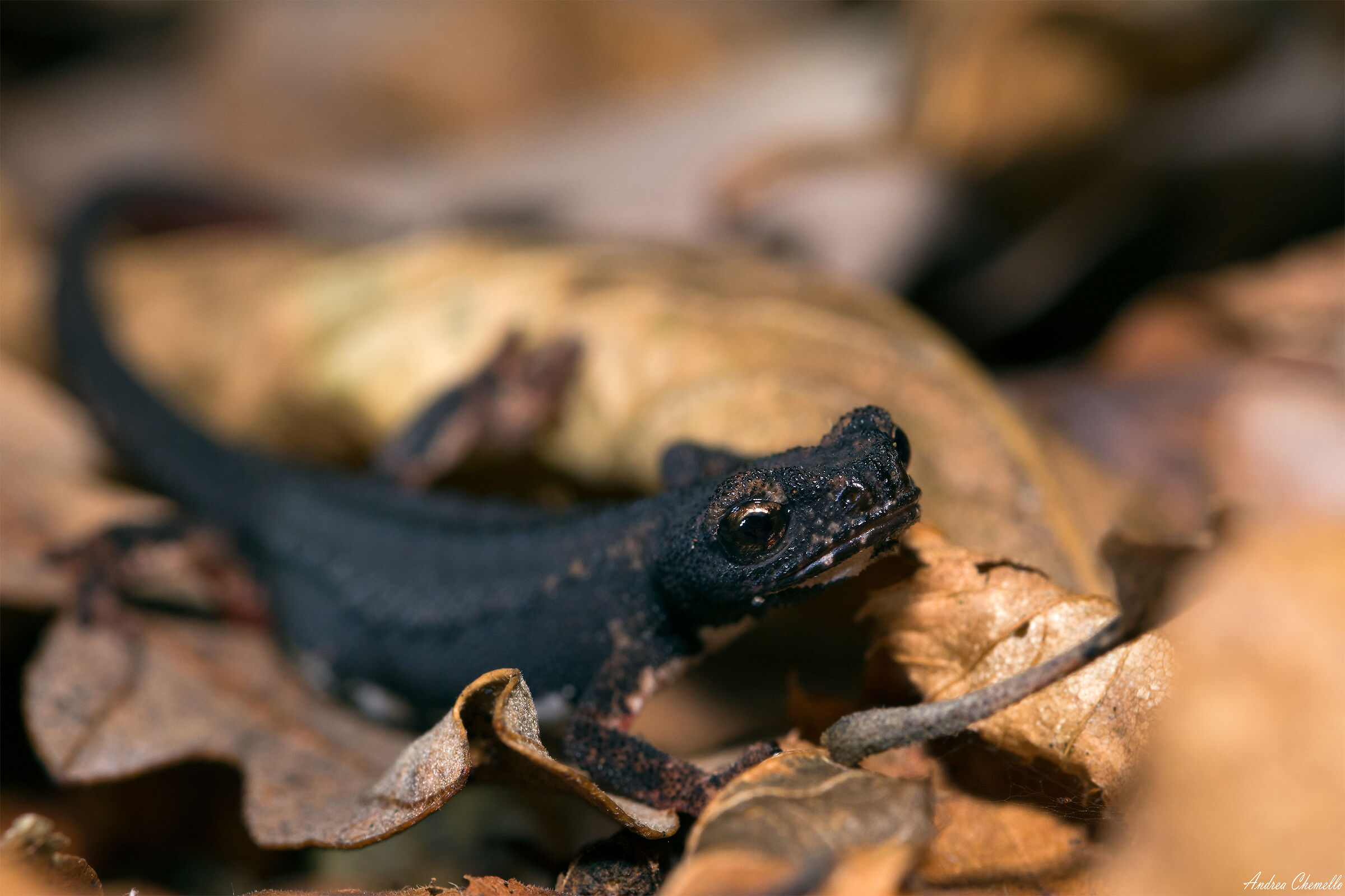 Savi's Salamander (Salamandrina Perspicillata)...