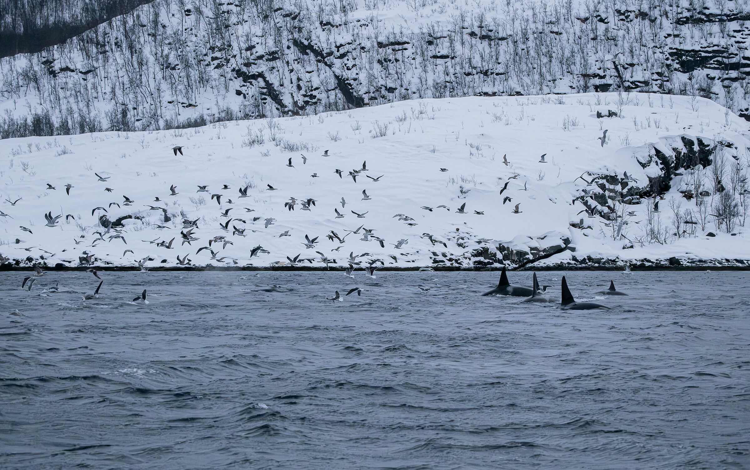 Wild Orcas...