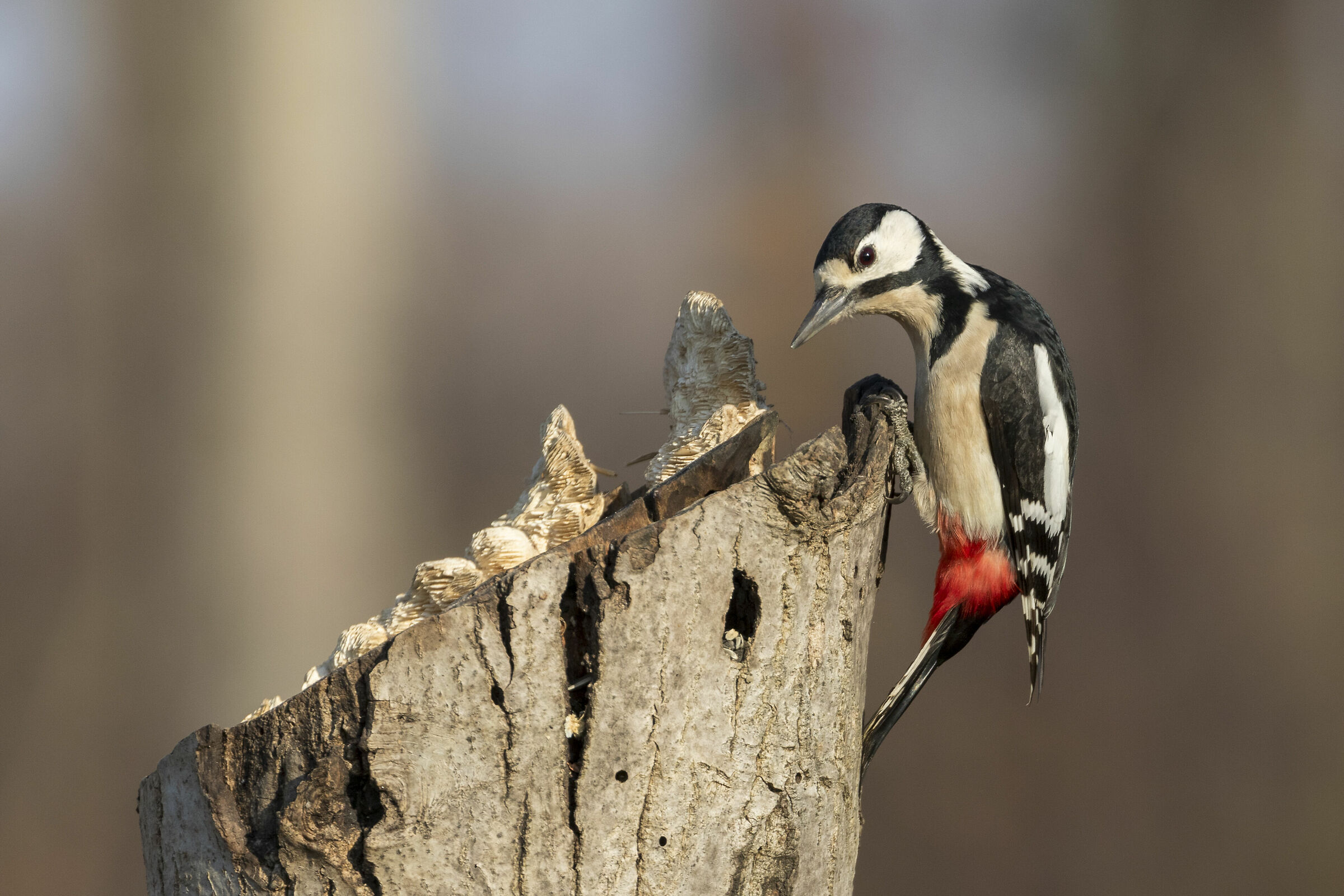 Curious Spotted Woodpecker...