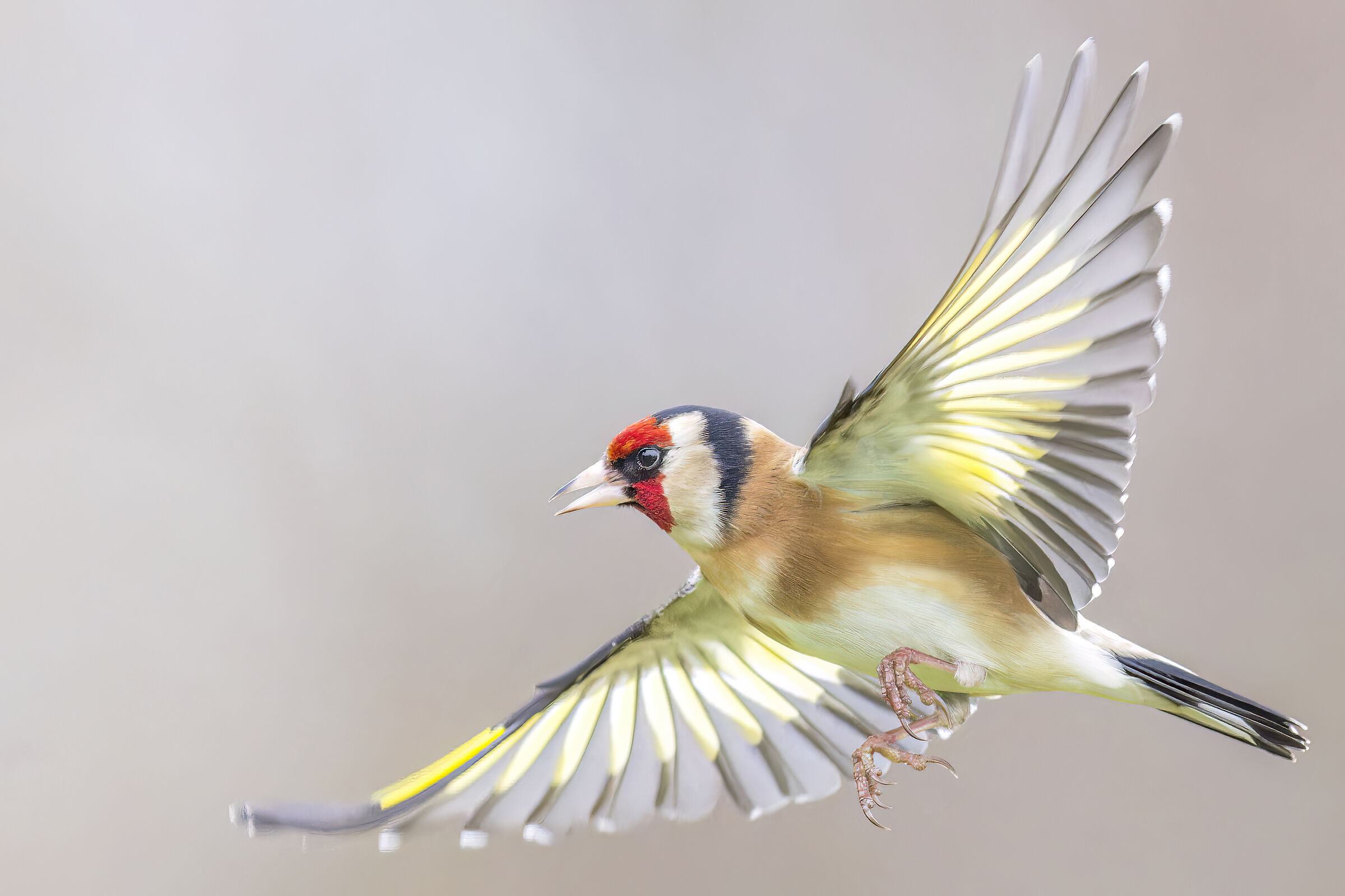 European goldfinch (Carduelis Carduelis)...