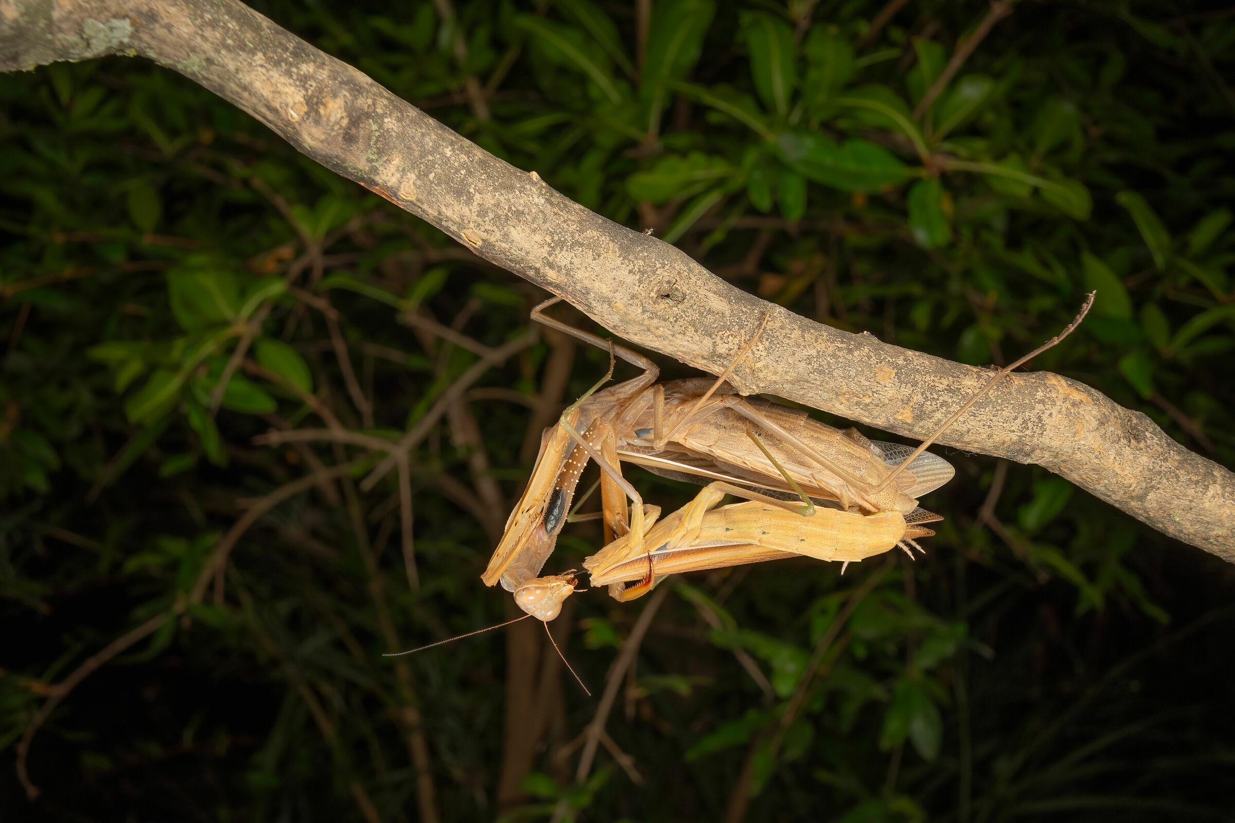 The mating of the mantis, 7...