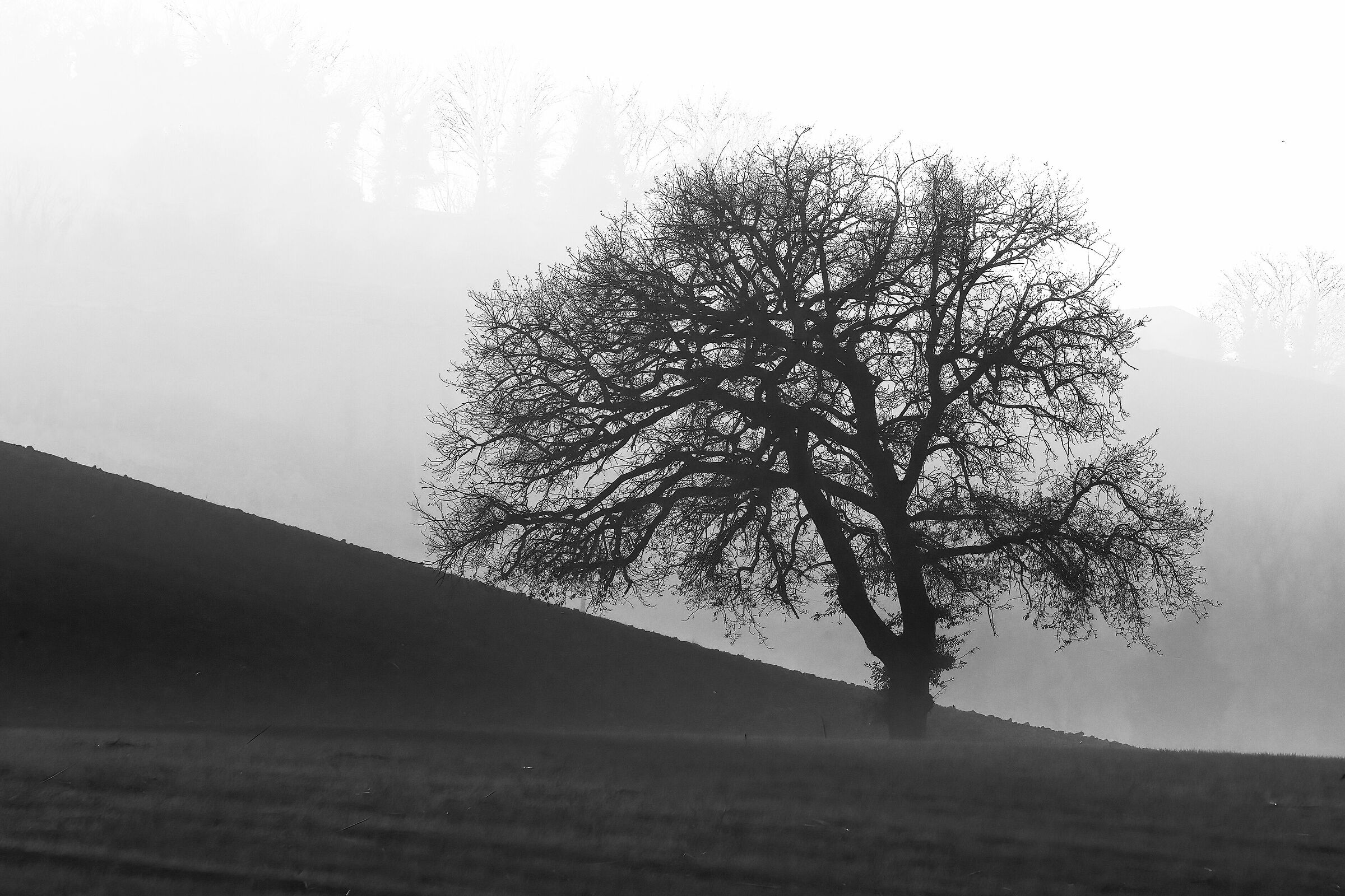 Tree from the Mist...