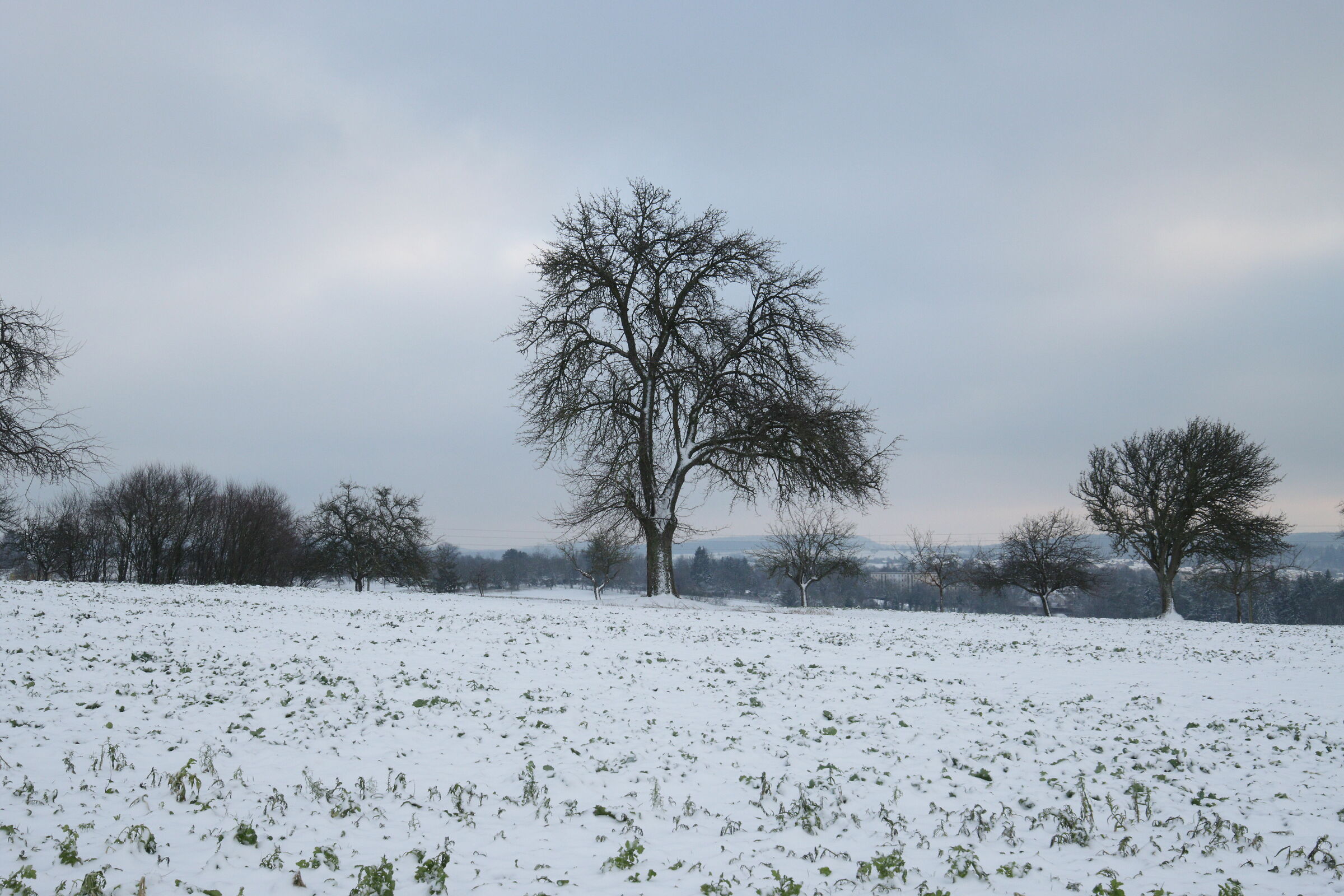 Snowy tree...