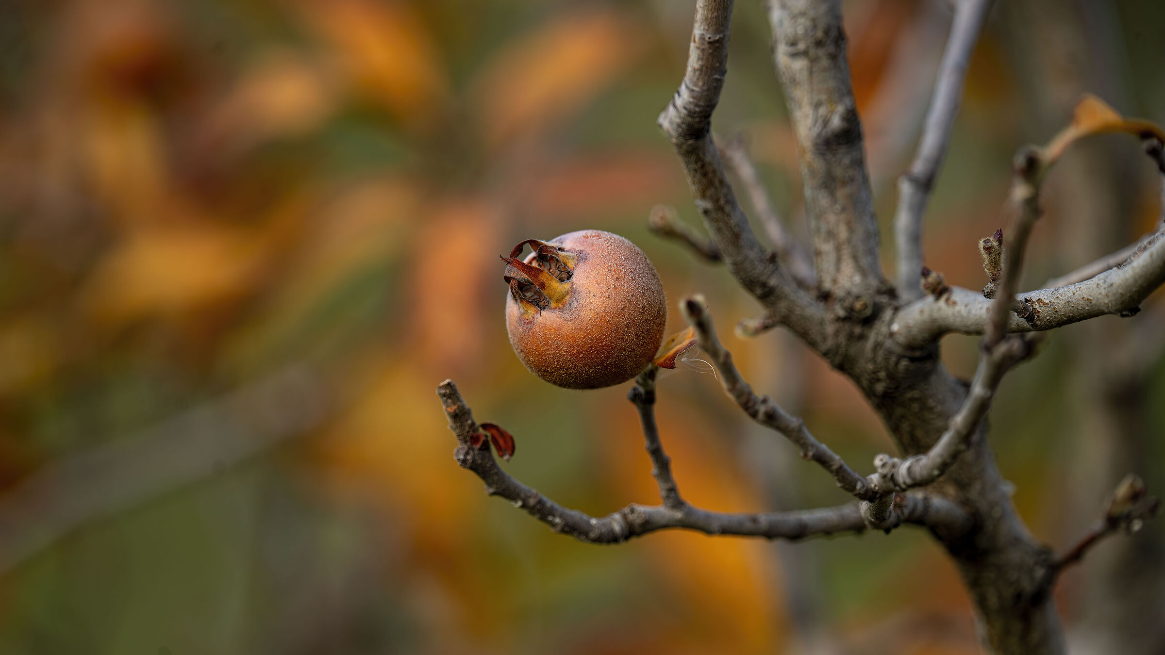 European Loquat (Winter Fruit)...