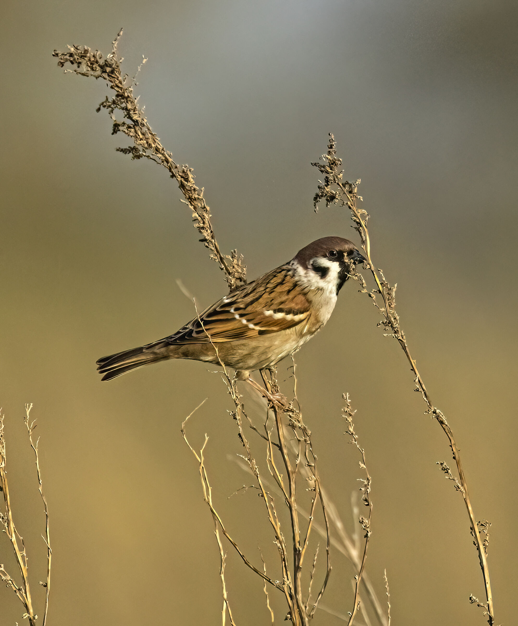 Morning Sparrow in Maccarese...