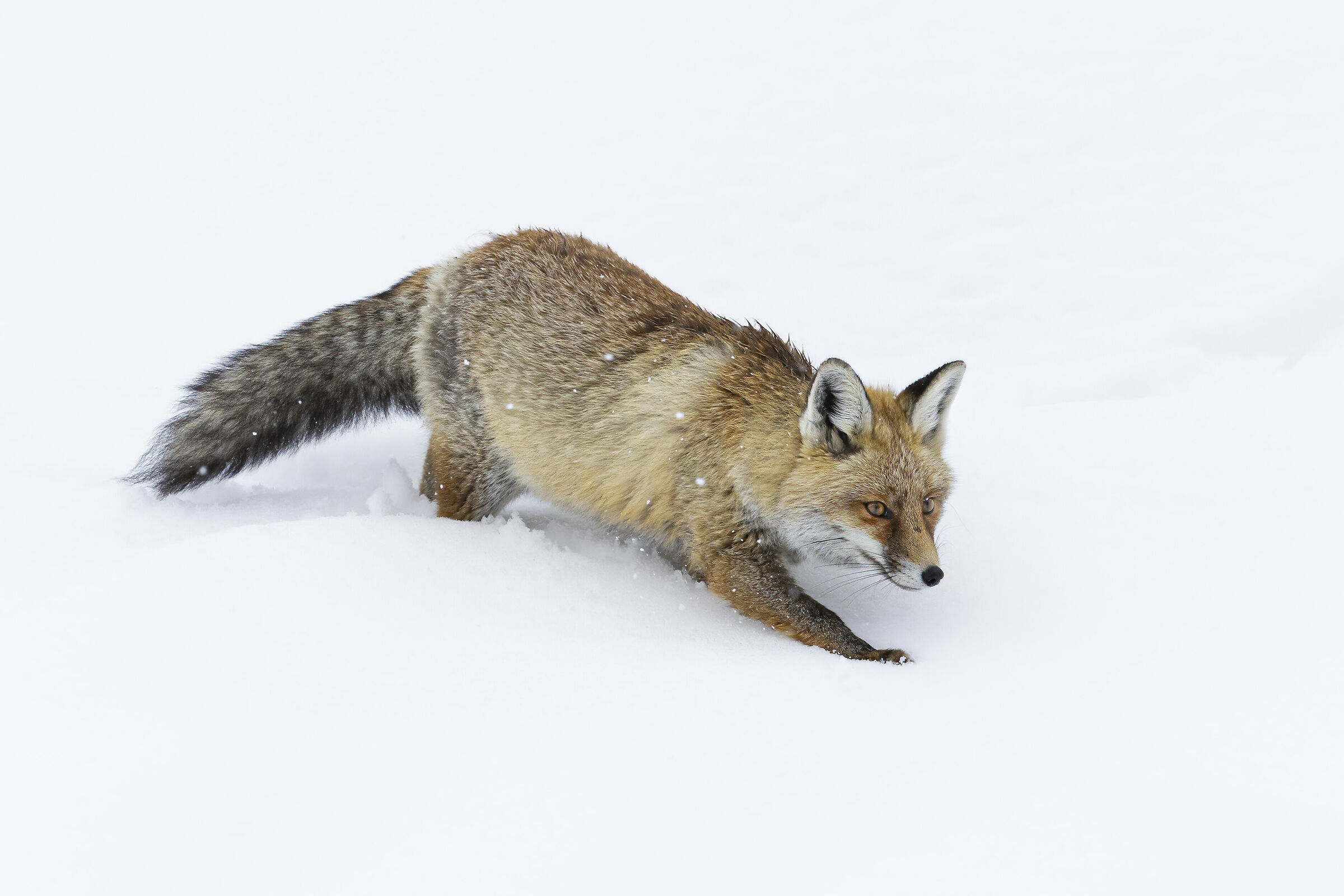 fox, snow, snowfall...