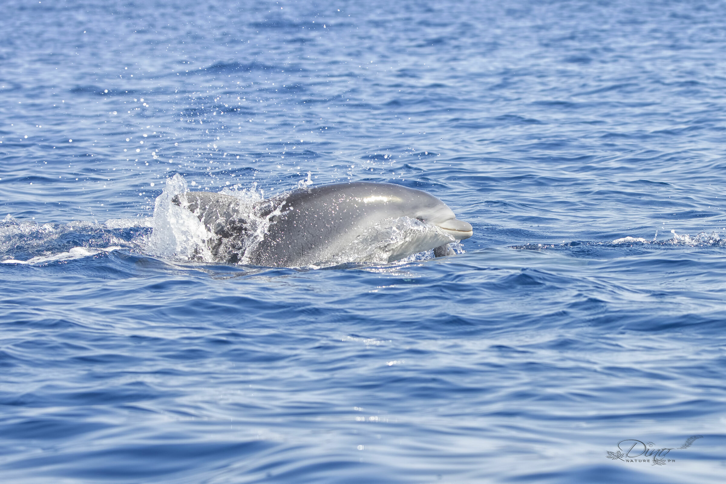 Bottlenose dolphin baby - 2...