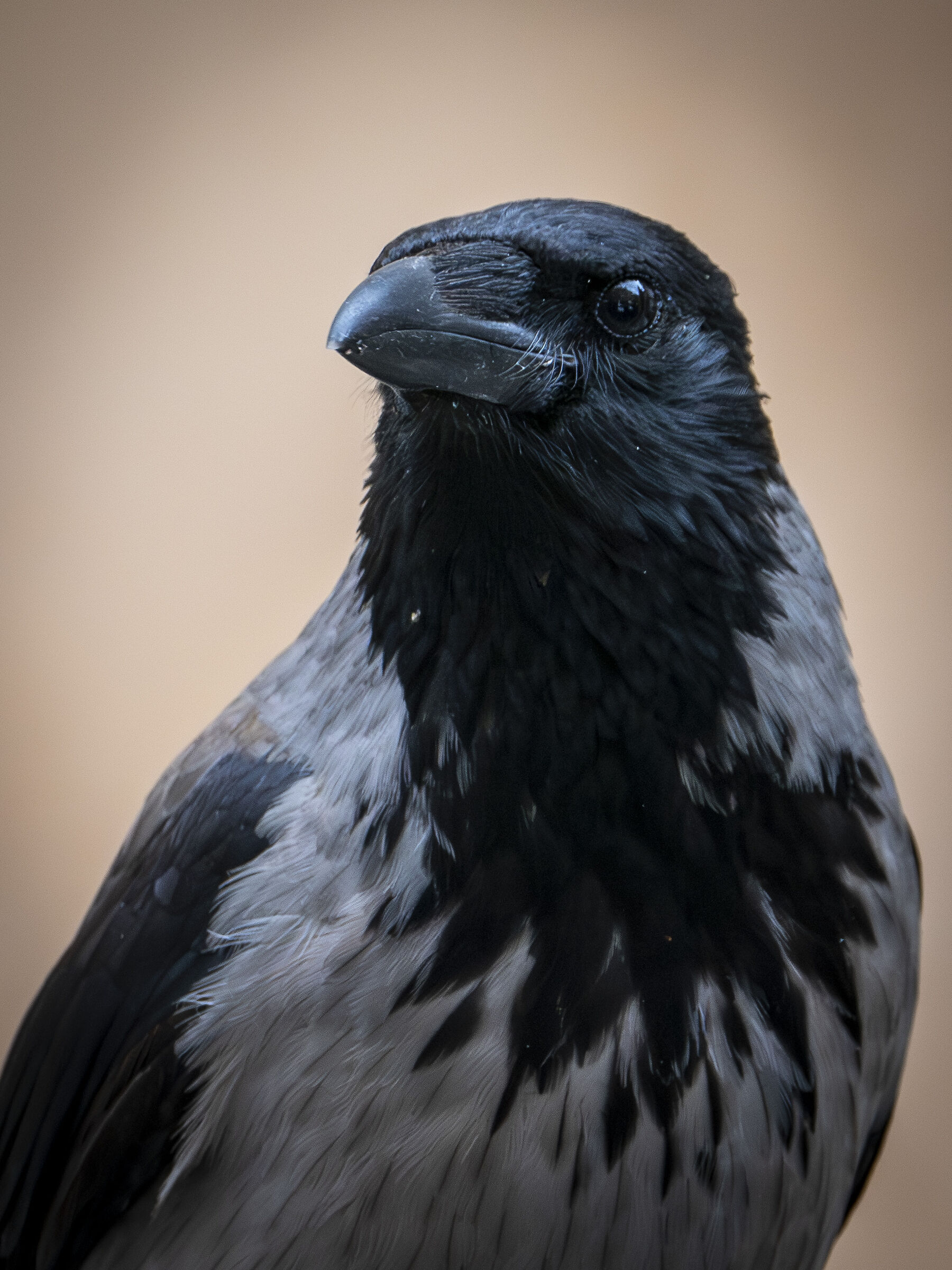 Opinionated Urban Raven ...