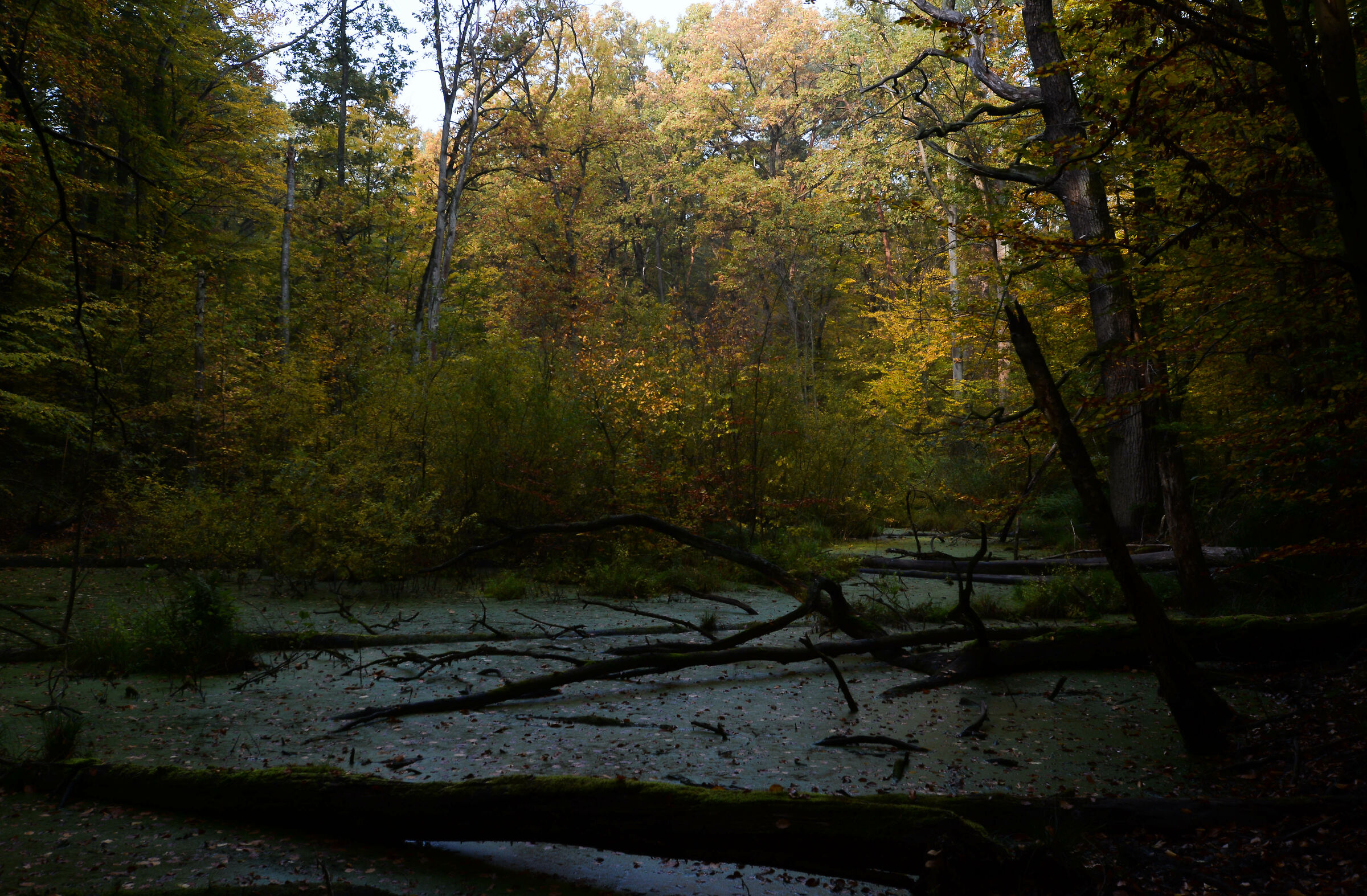 Autunno nella foresta di Kabacki, Varsavia 2022...
