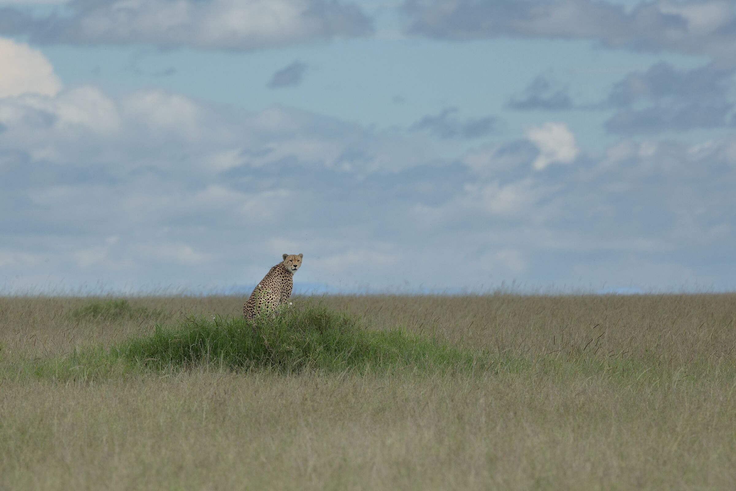 Serengeti ...