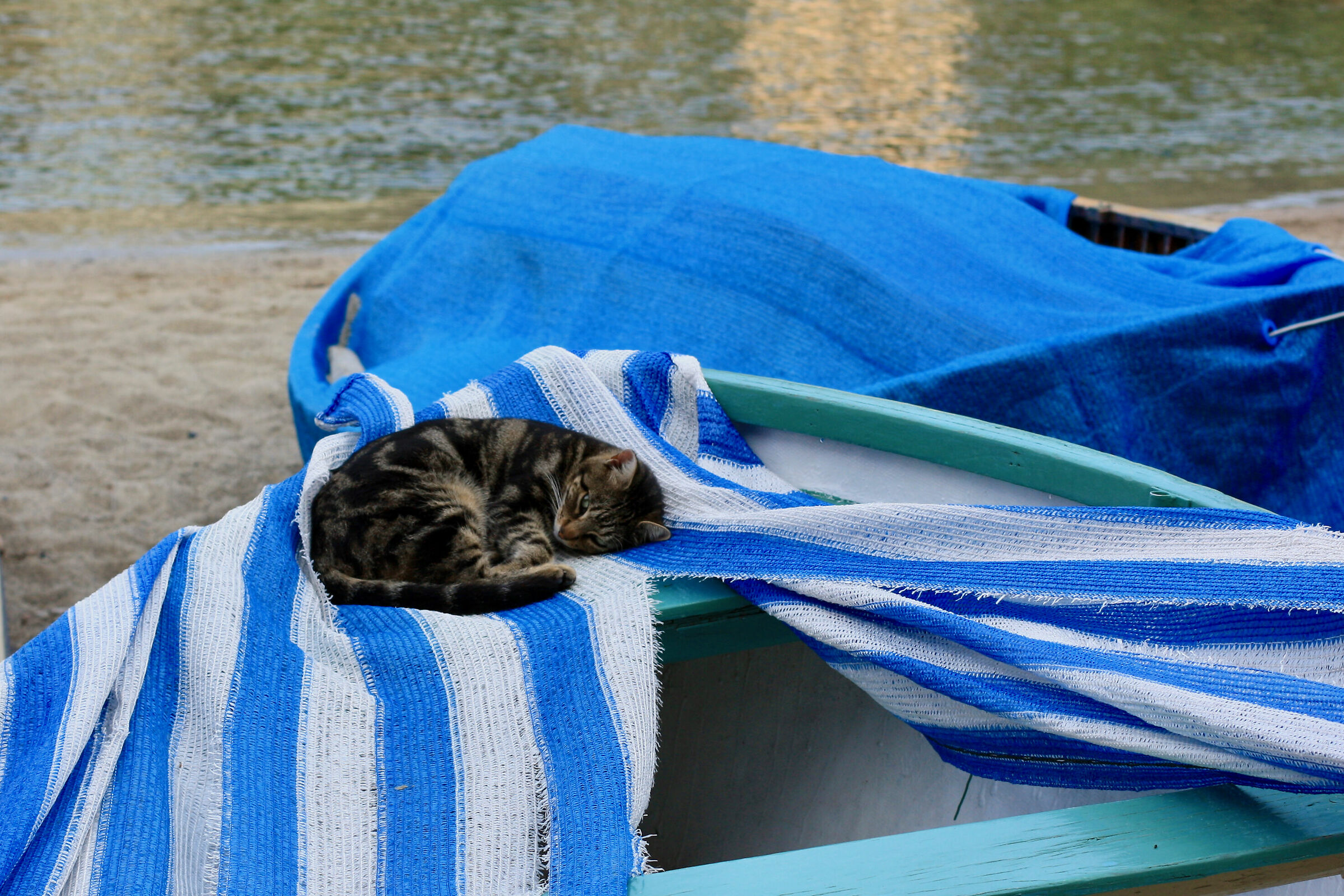 Cat at the bow...