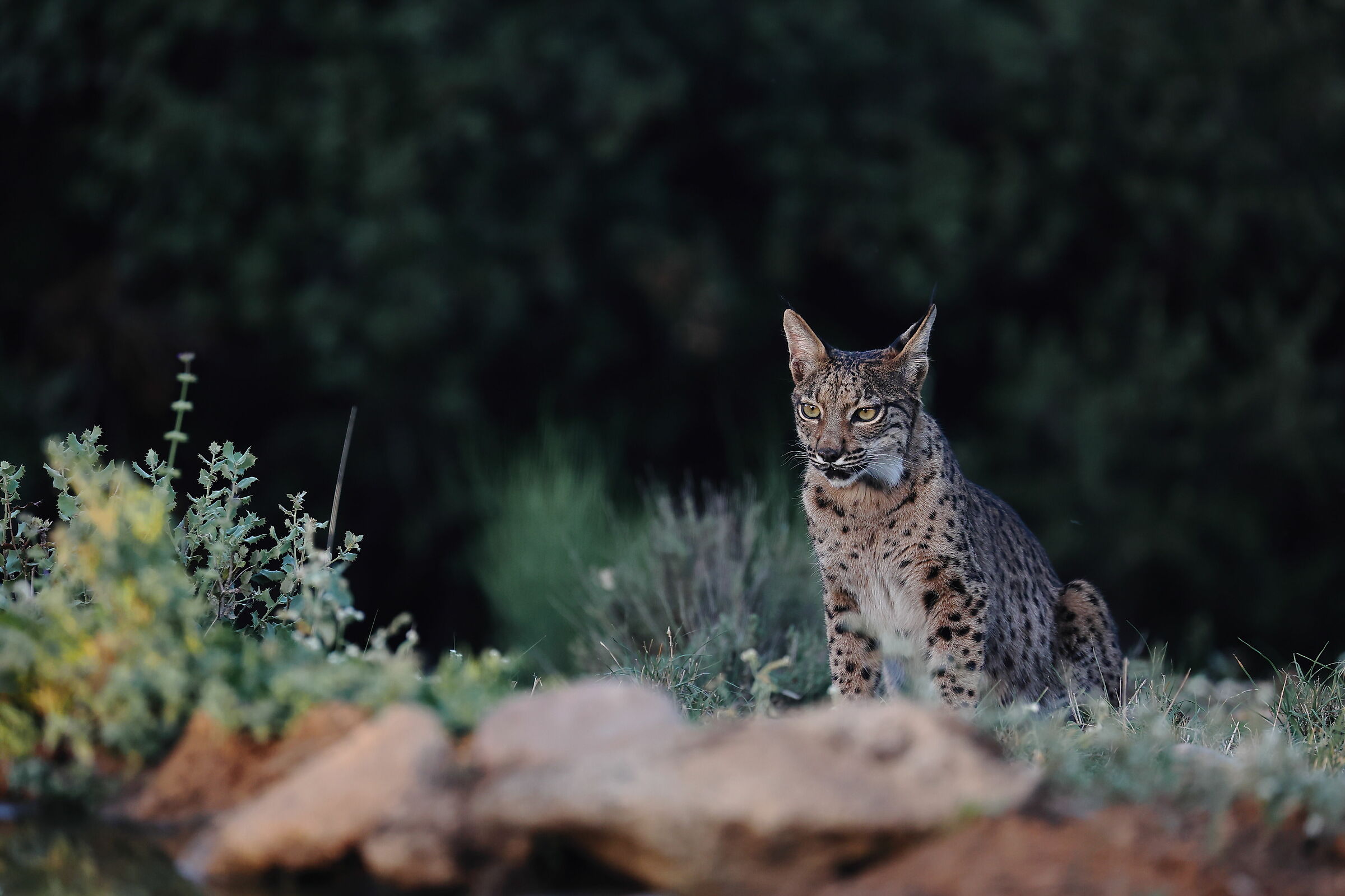 Young male lynx...