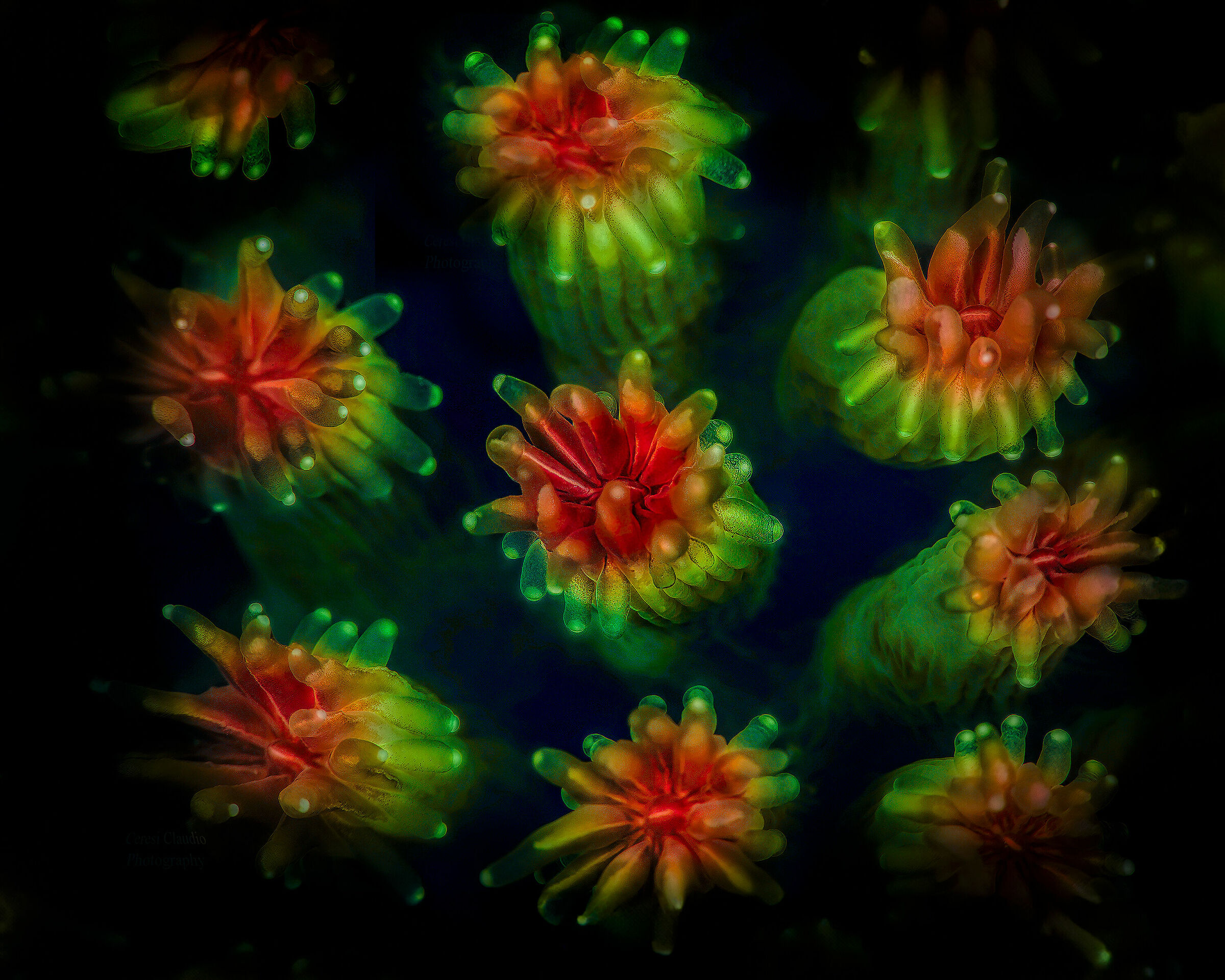 Coral polyps ...