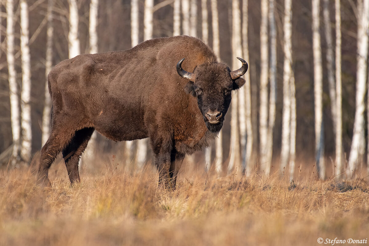 European bison...