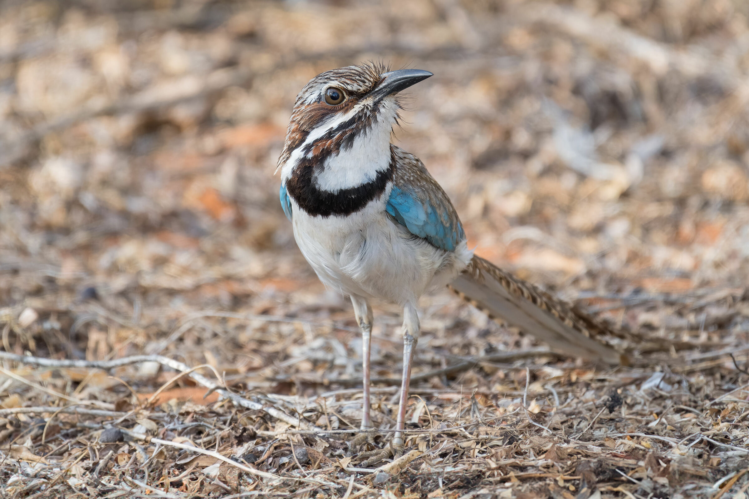 Long-tailed Ground Roller...