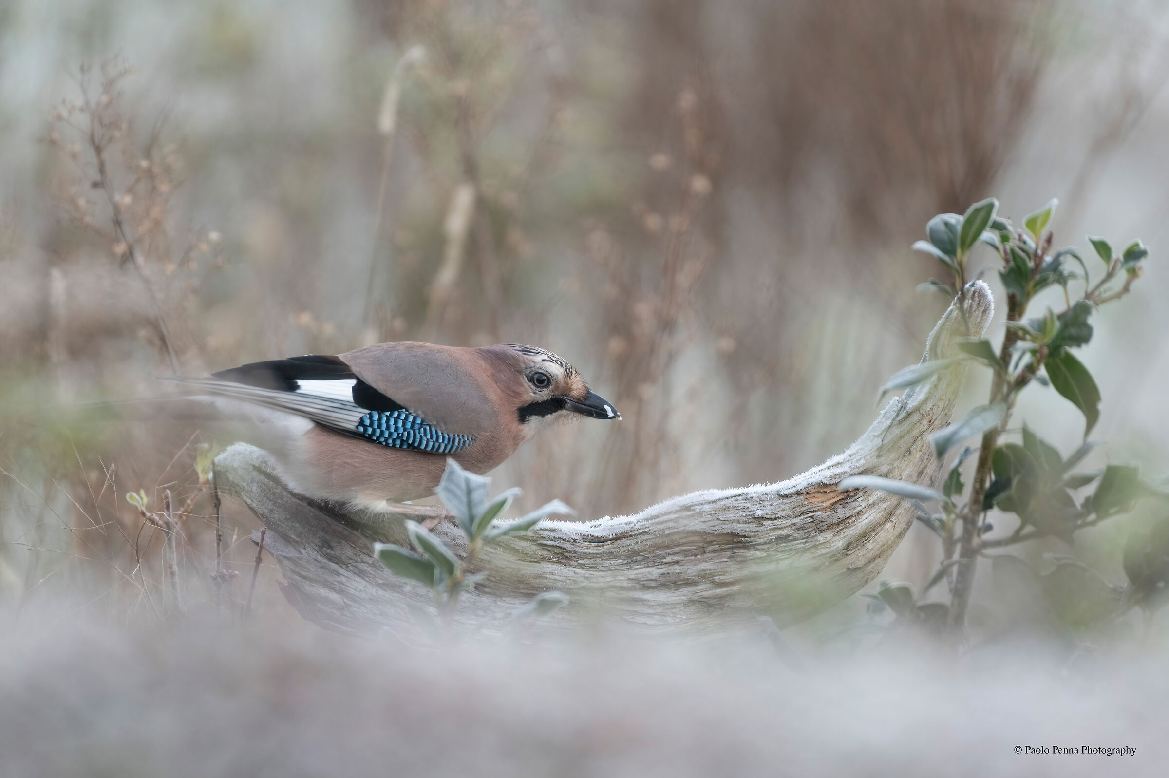 Jay in the winter frost...