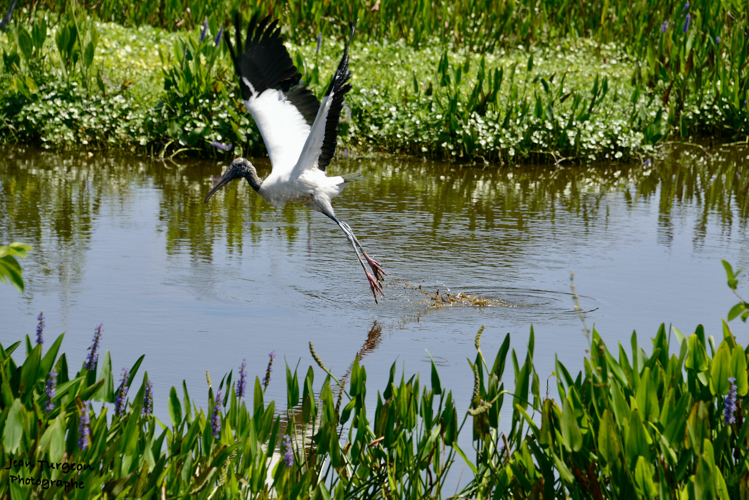 Wakodahatchee Wetlads park - Uccello volante...