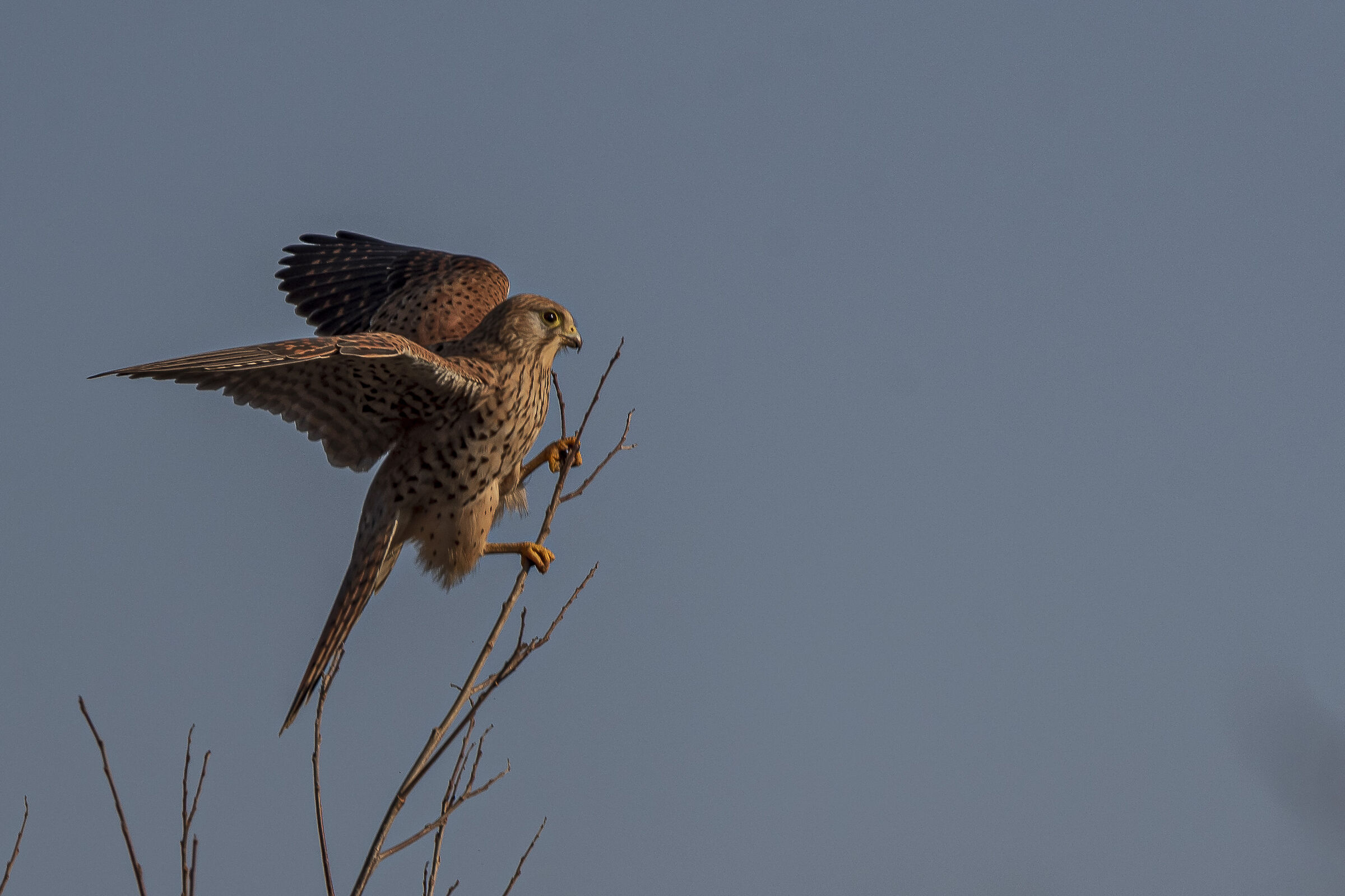 Kestrel...