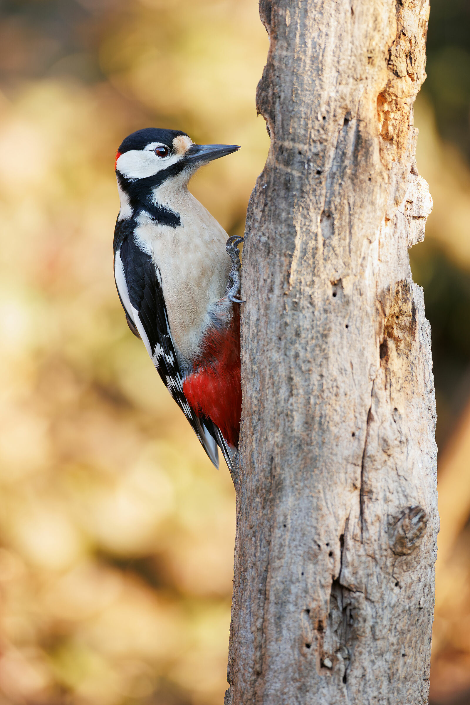 My first woodpecker...