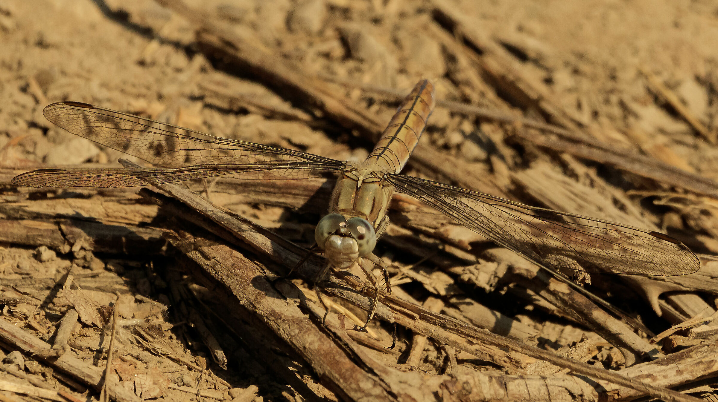 dragonfly orthetrum brunneum male Senago MI 16/07/22...