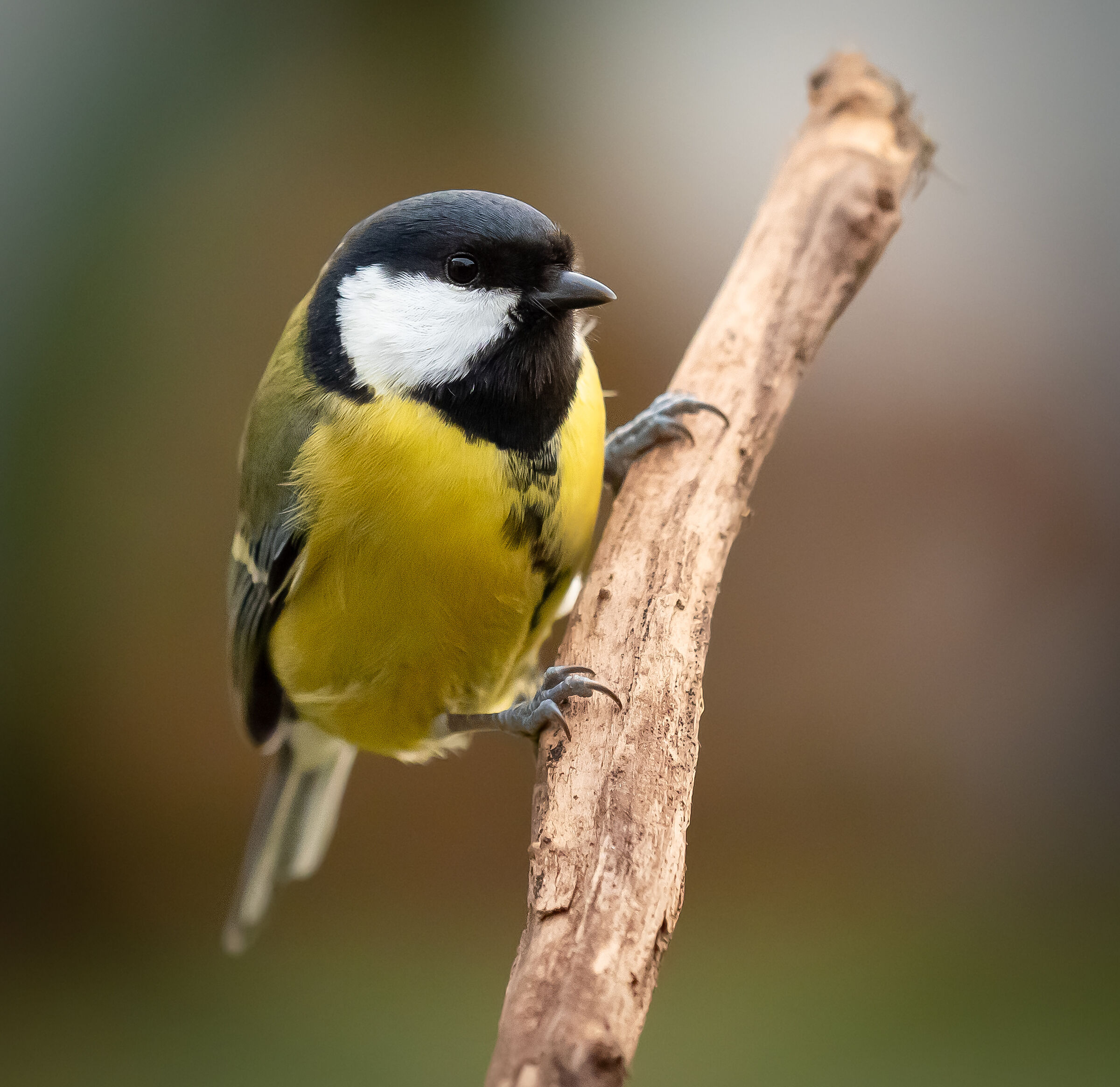 Great tit sitting on a branch...