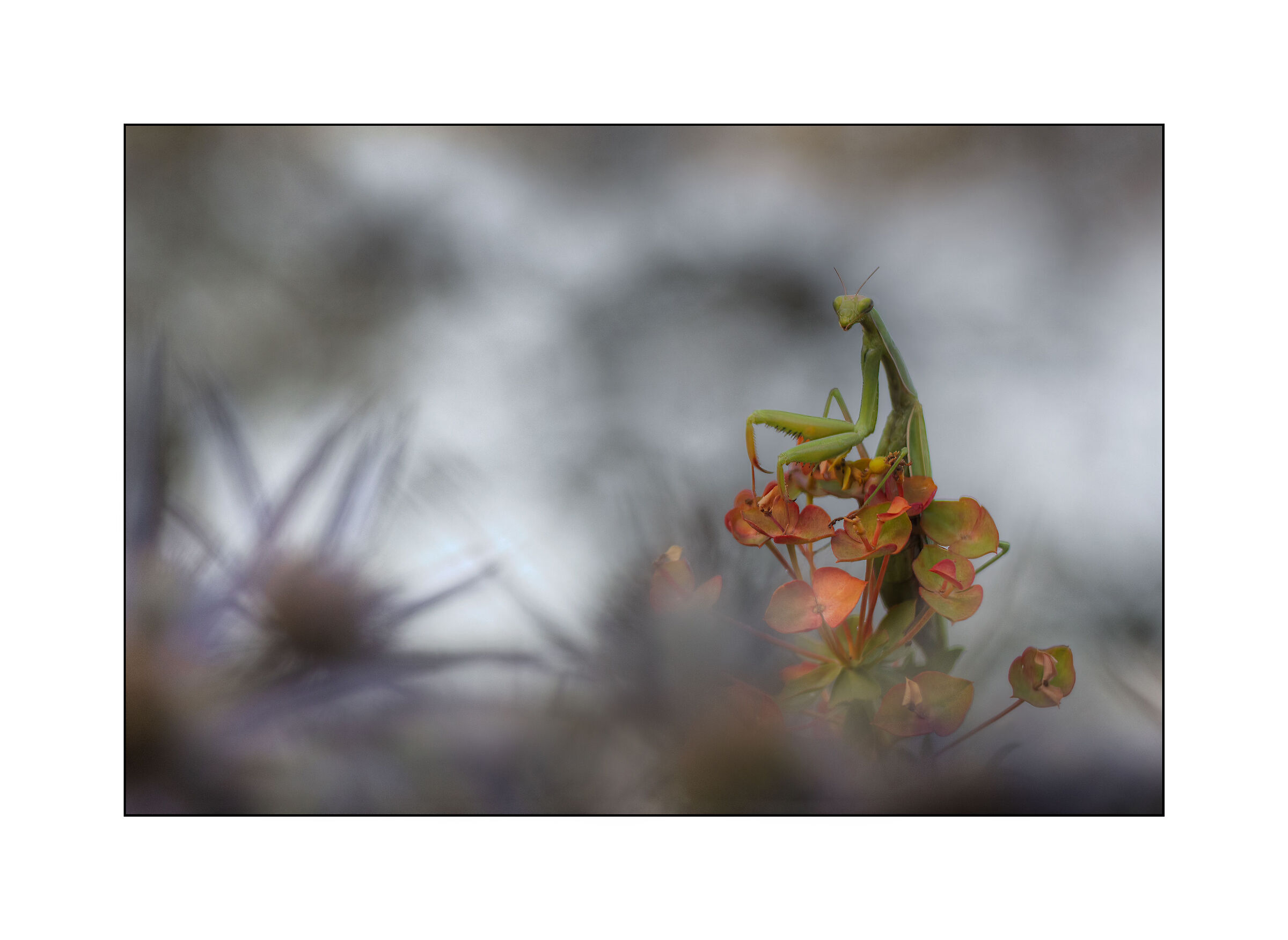 The mantis and the spurge...
