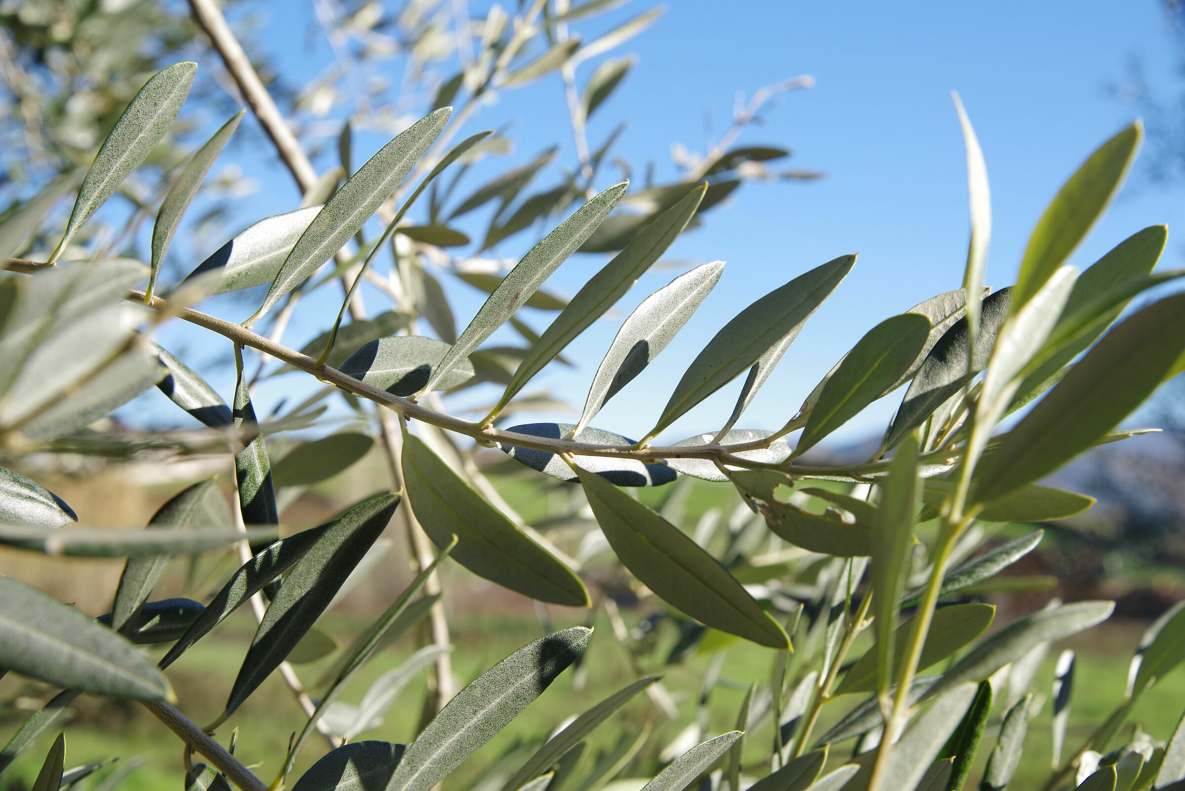 olive branch...