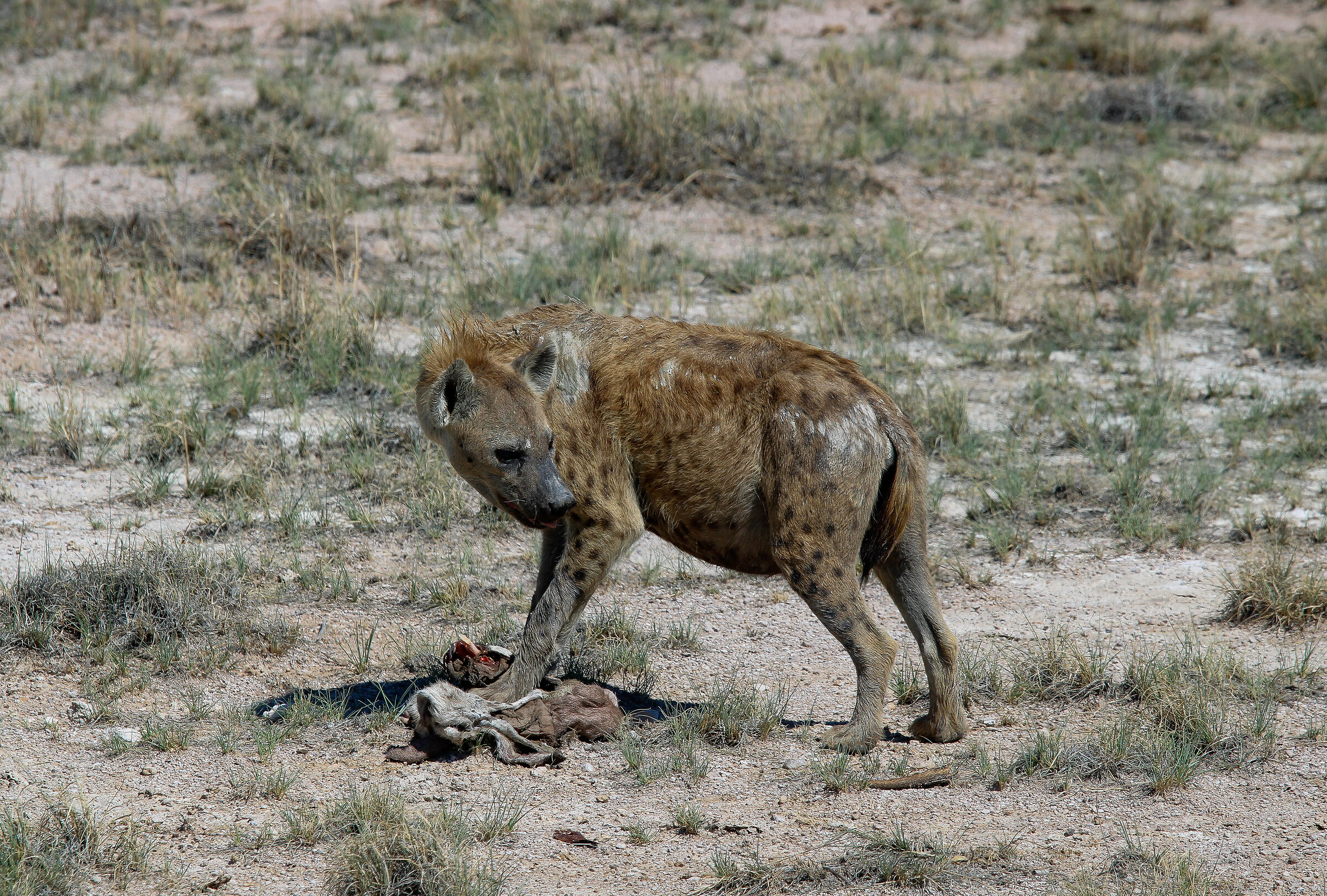Hyena in Etosha National Park...