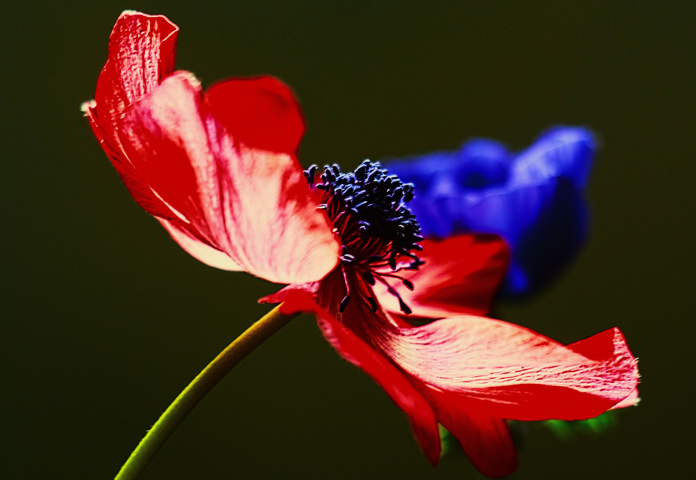 tango en lenguaje de las flores rojas y azules...