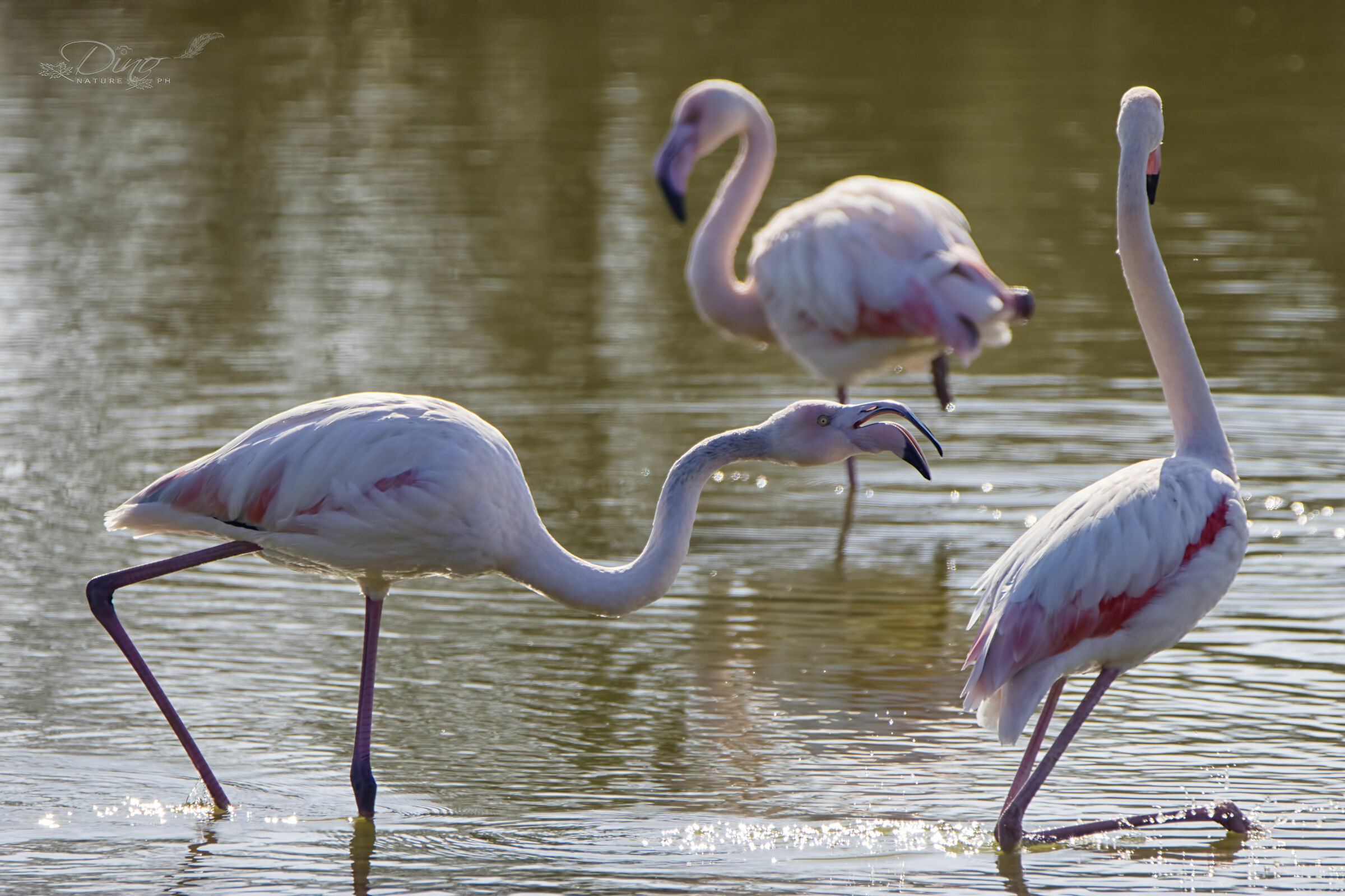 Flamingo skirmishes...