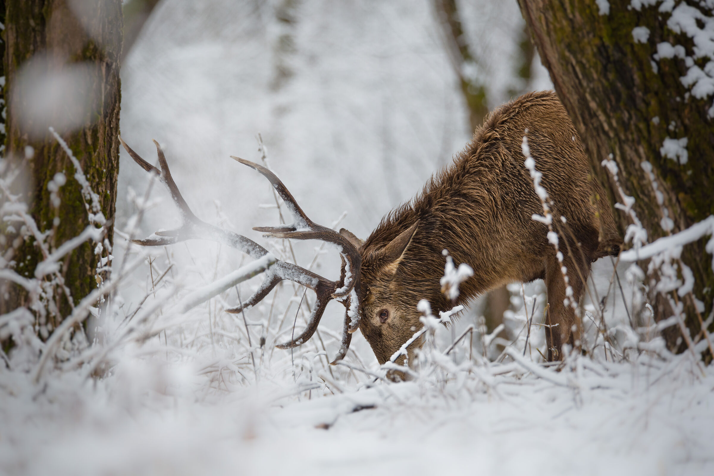 Deer in the magic of the snow...