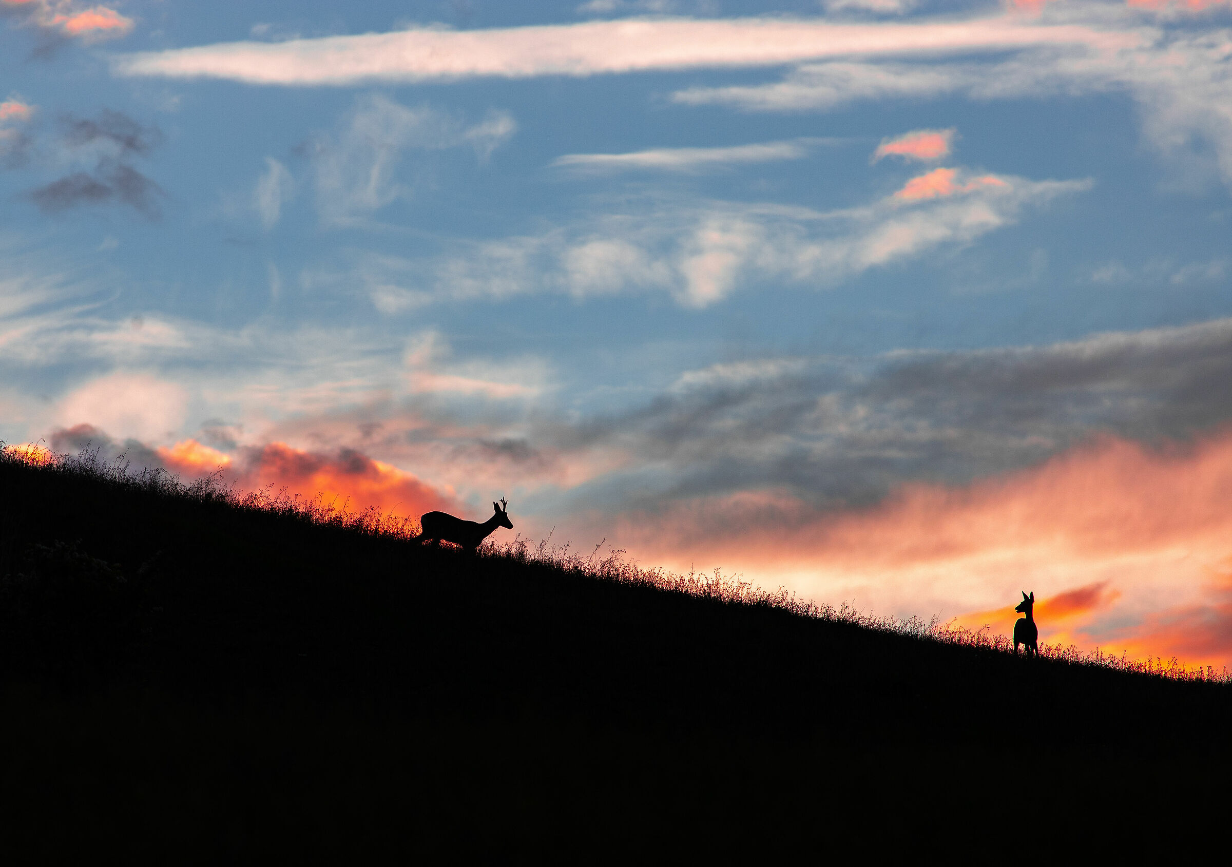 Roe deer at sunset...