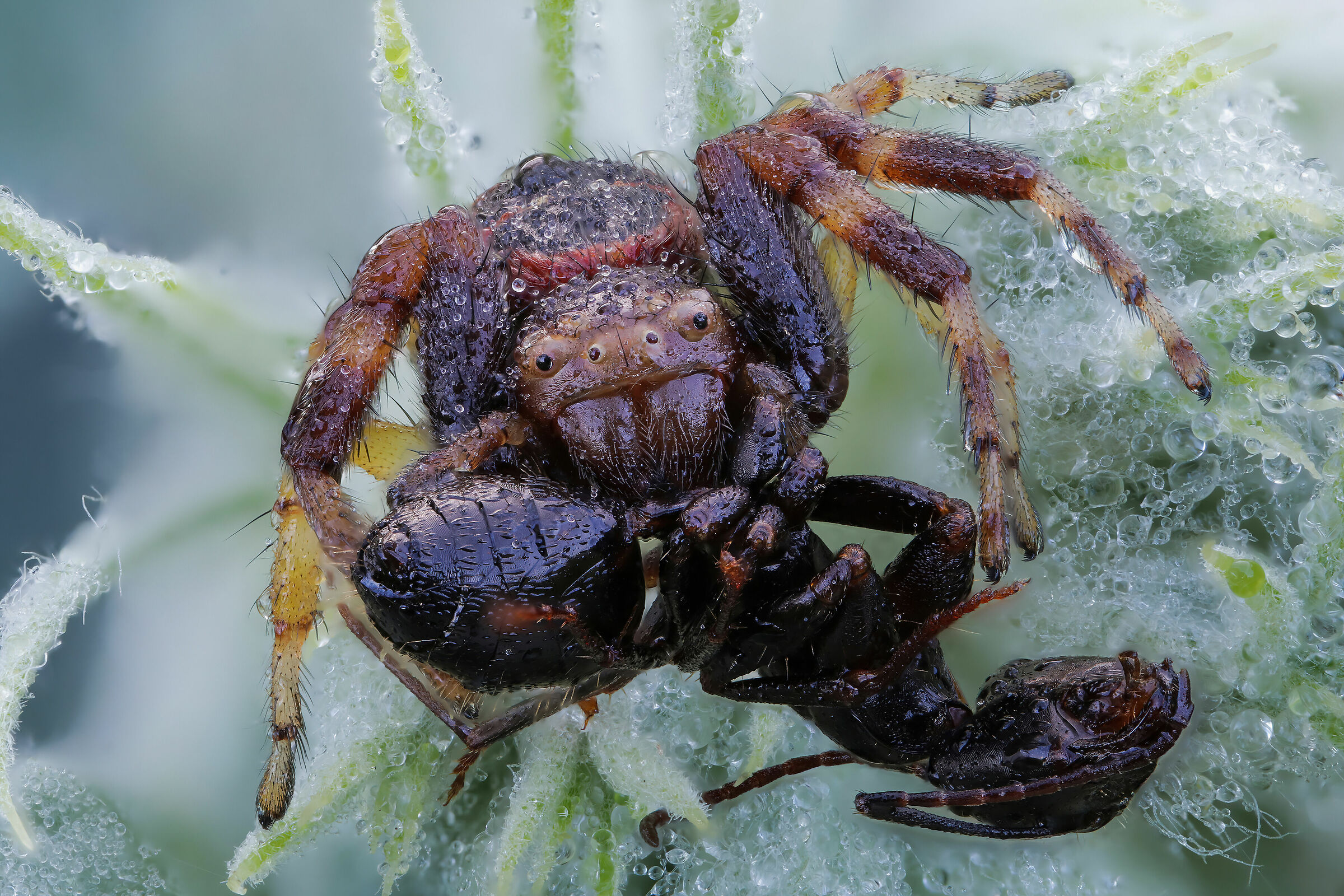 Synema globosum (Napoleon spider)...